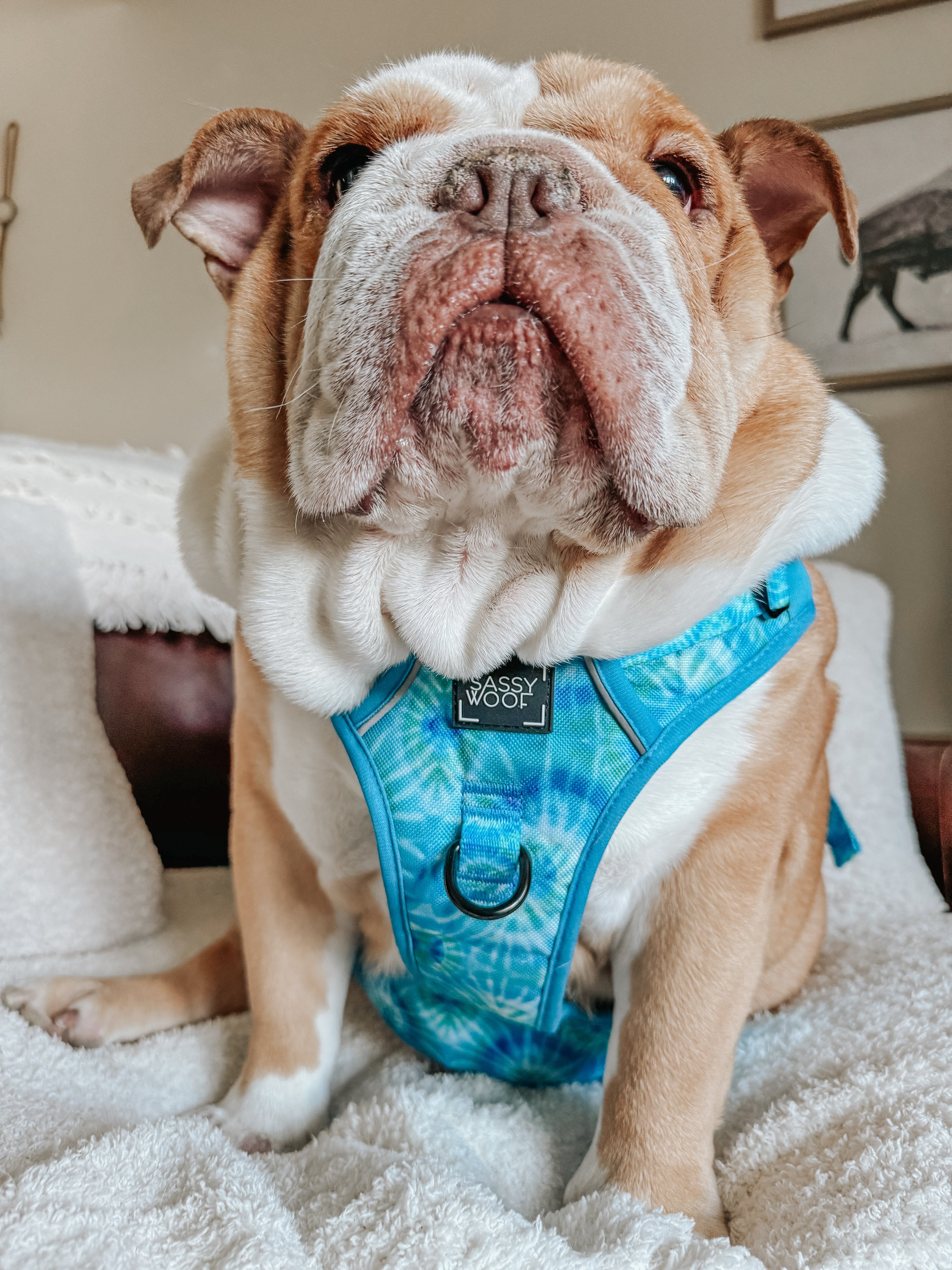 Dog Step-in Harness - Tropical Tides