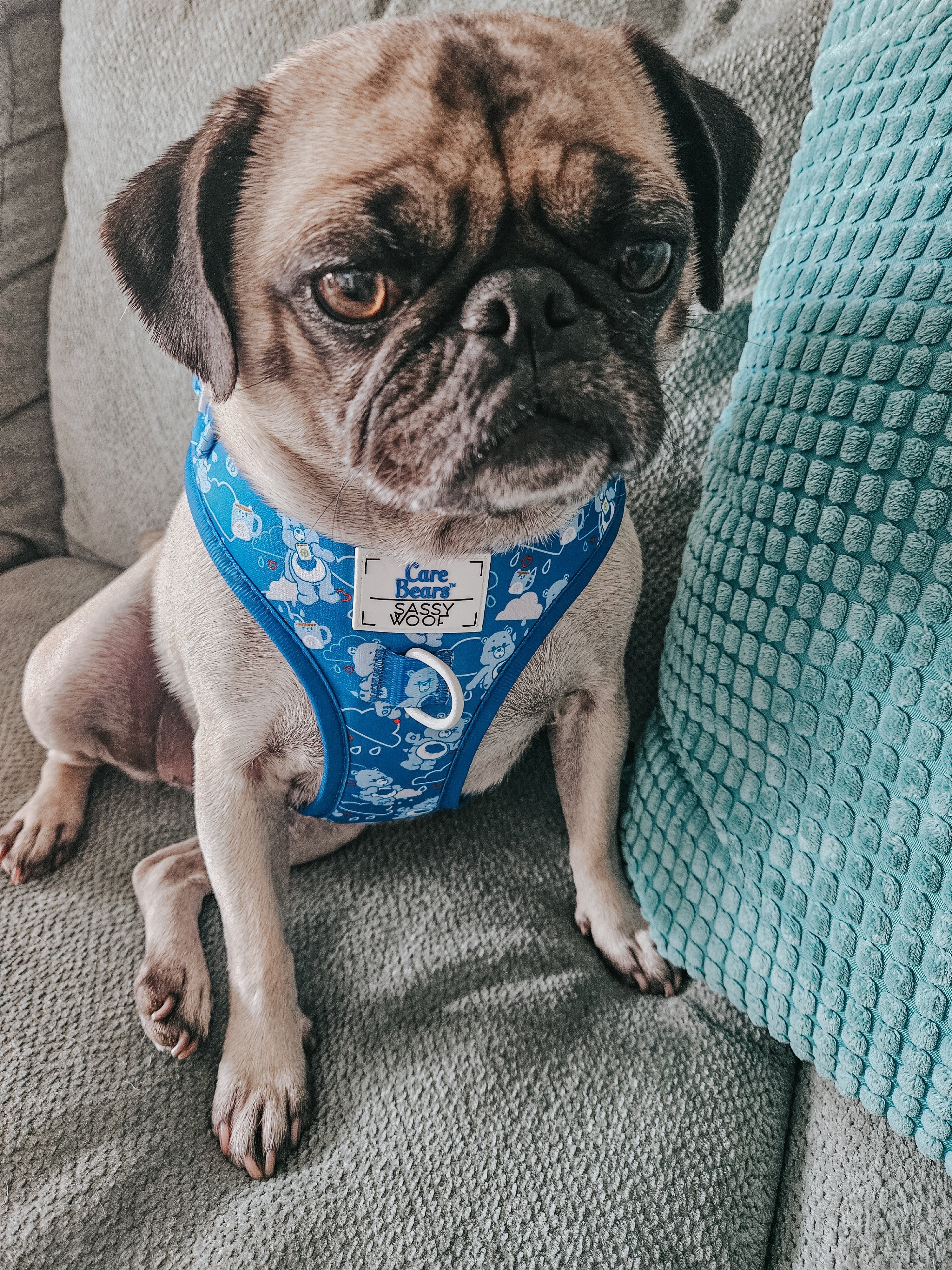 Dog Adjustable Harness - Care Bears™ Grumpy Bear