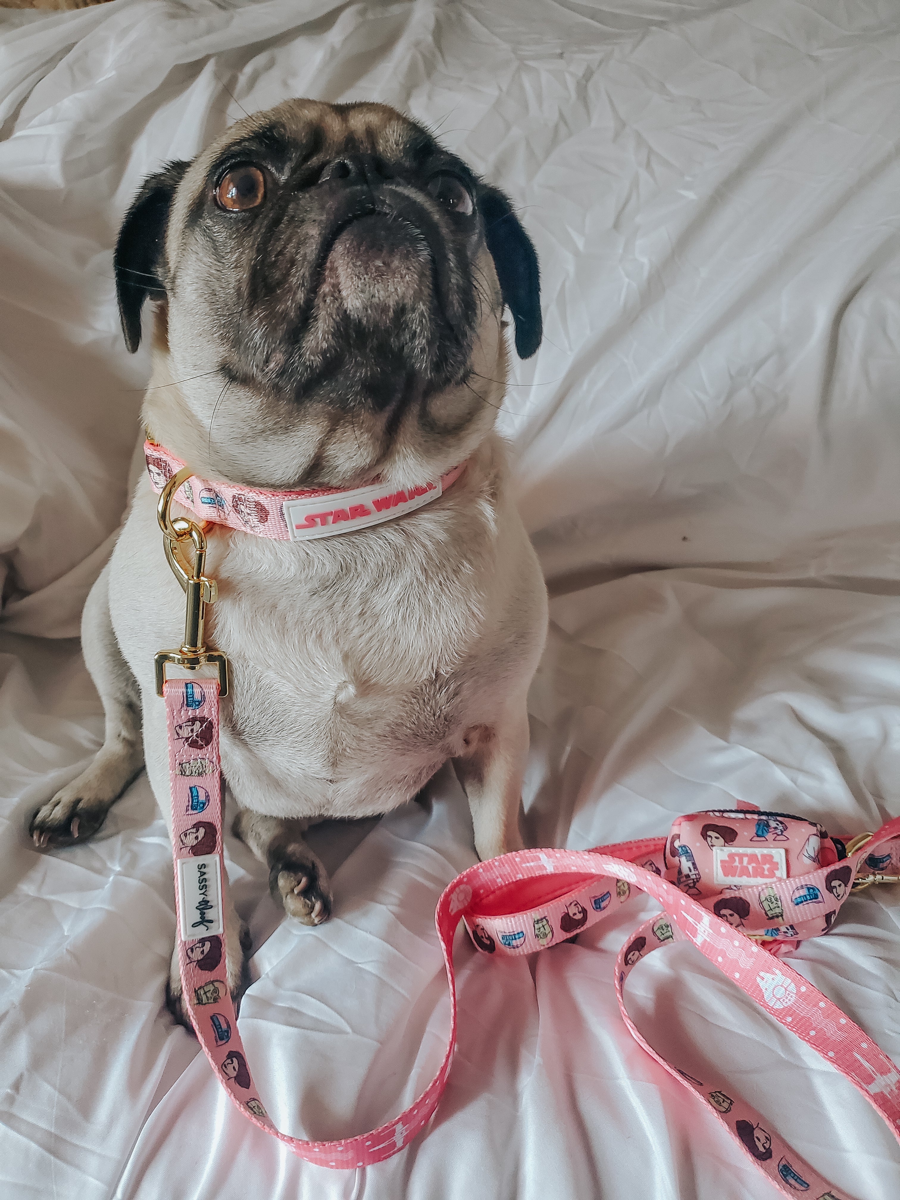 Dog Collar - STAR WARS™ Princess Leia