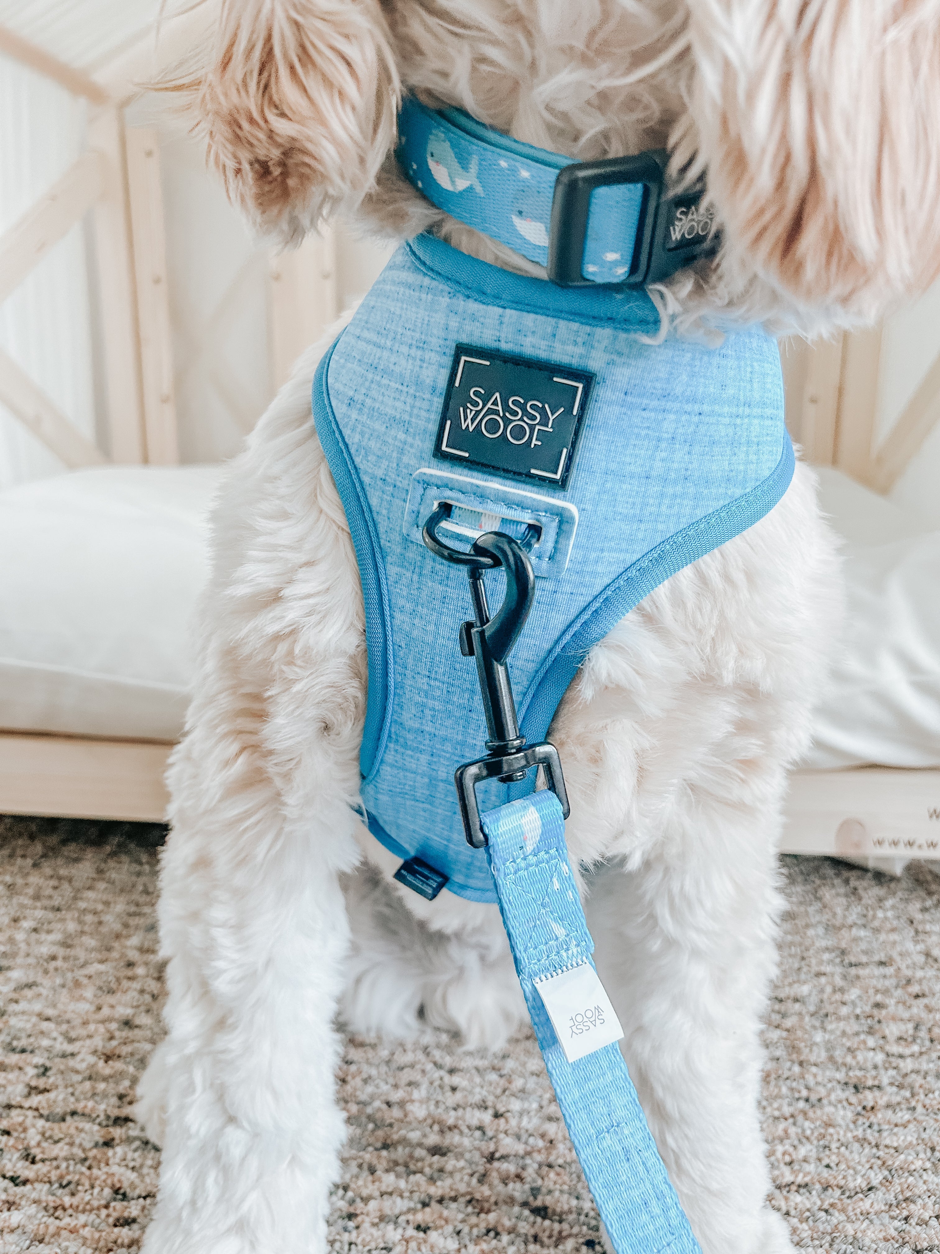 Dog Collar - Might as Whale