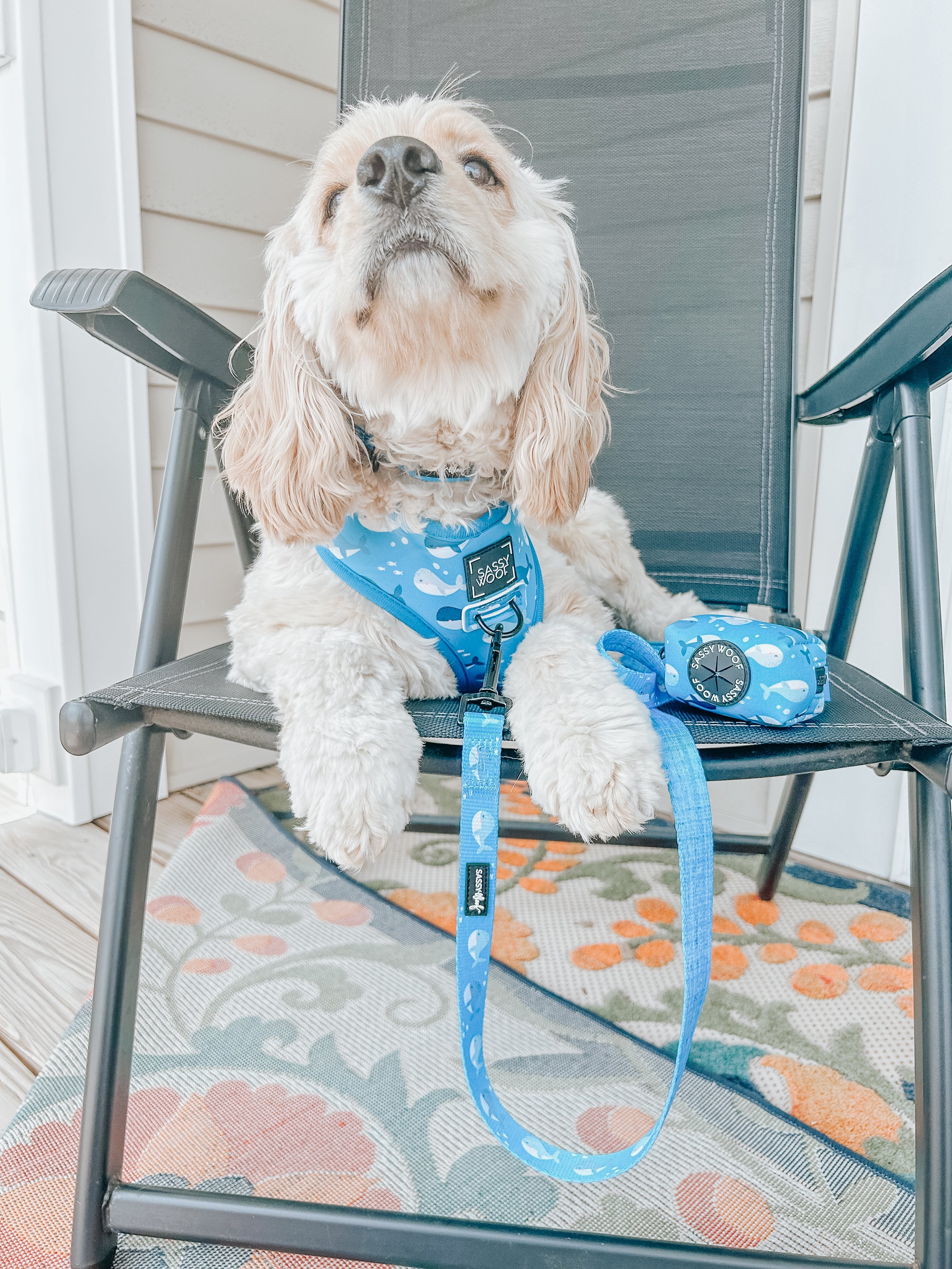 Dog Collar - Might as Whale