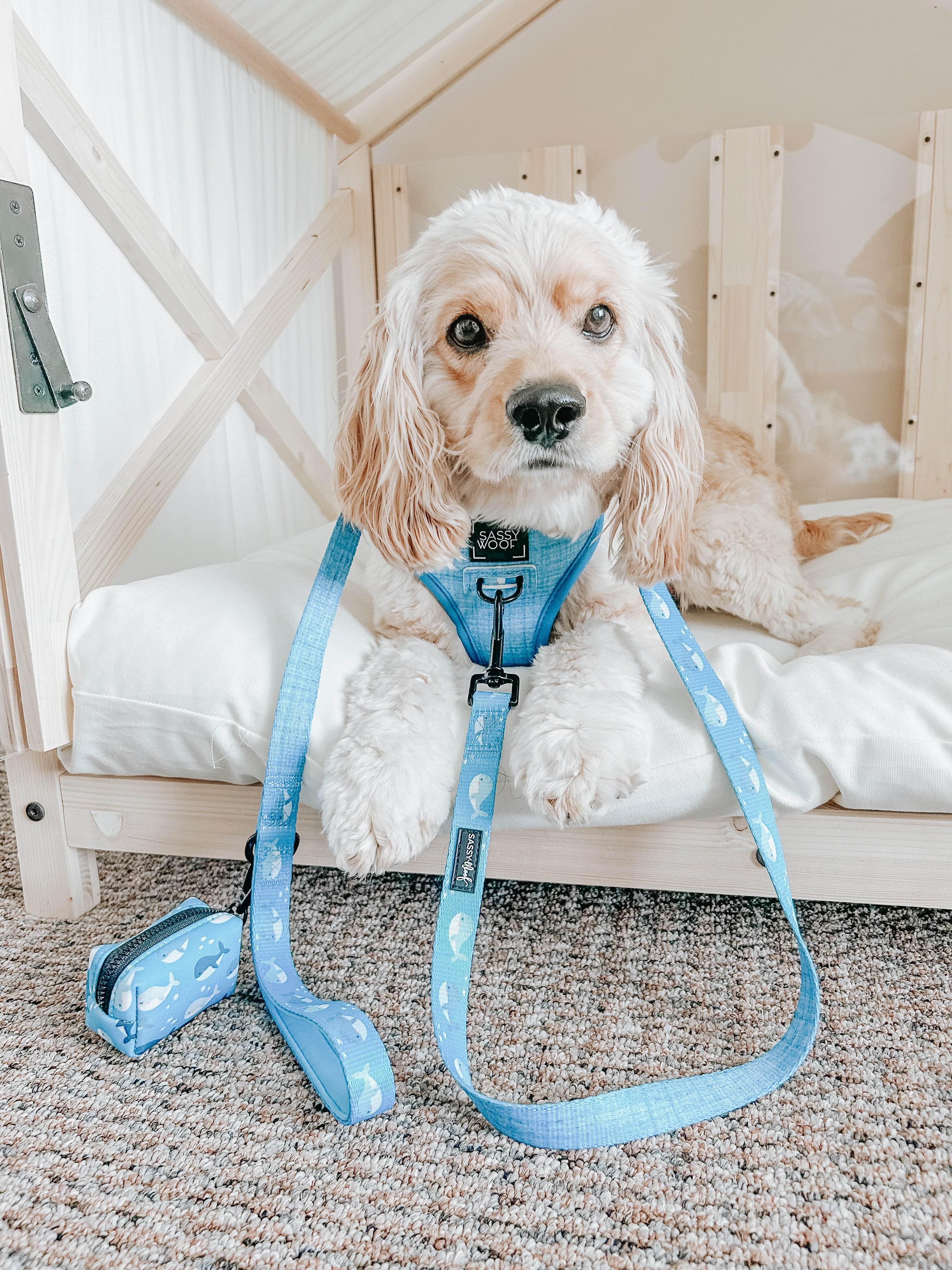 Dog Leash - Might as Whale