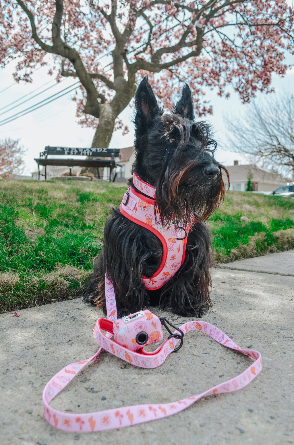 Dog Collar - Western Barbie™