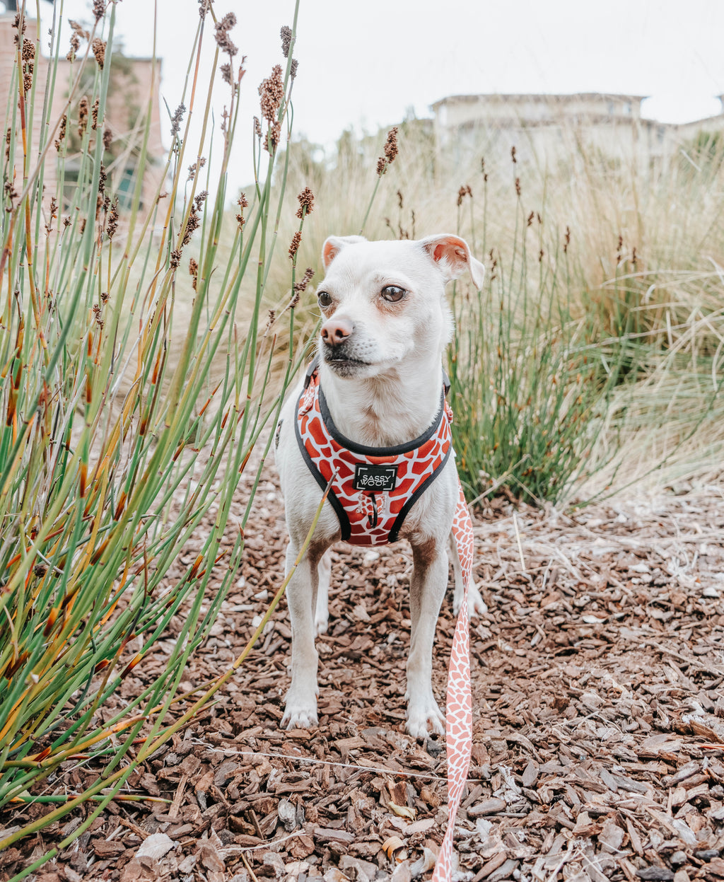 Dog Adjustable Harness - Giraffic Park