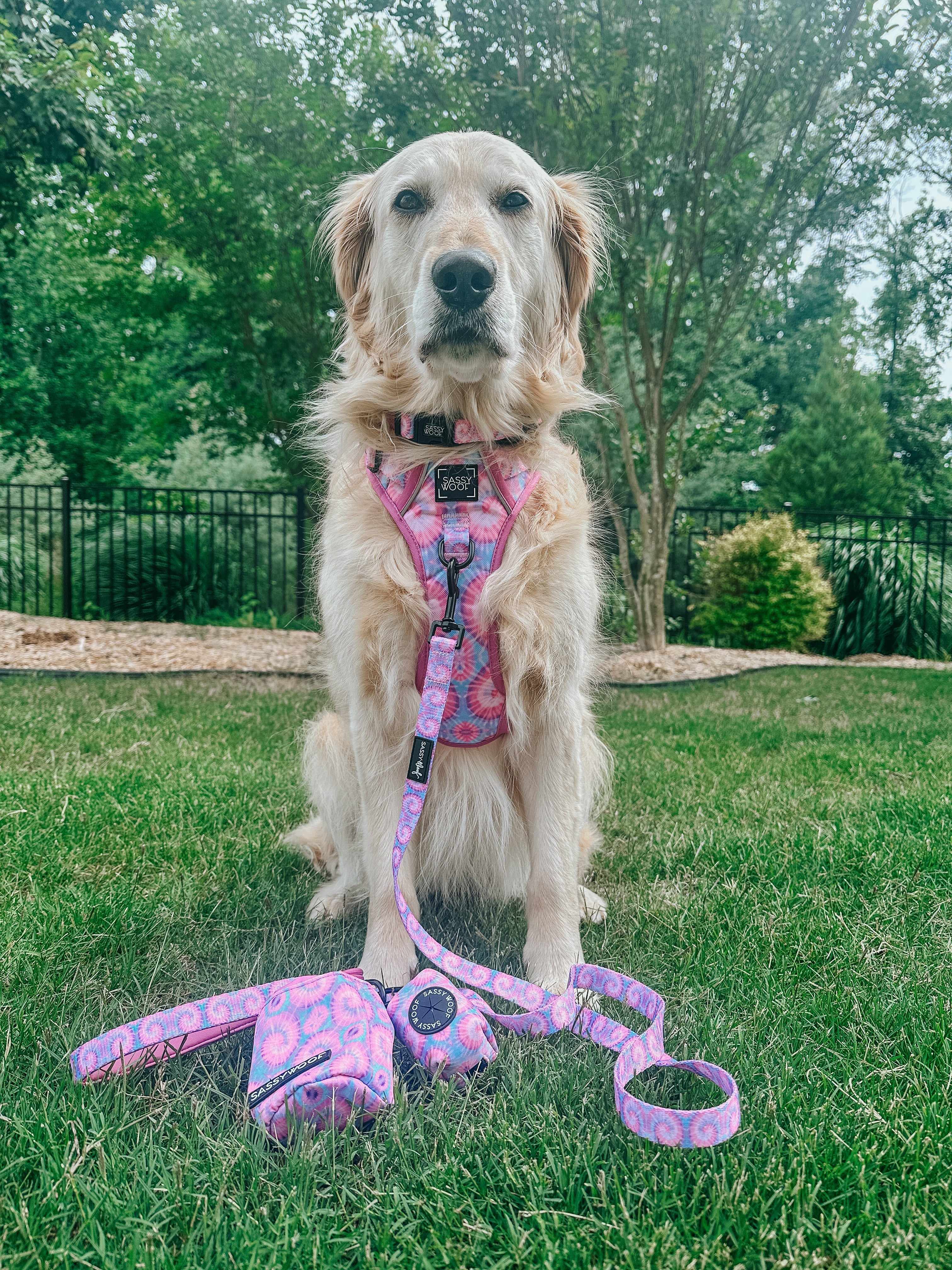 Dog Leash - Purple Haze