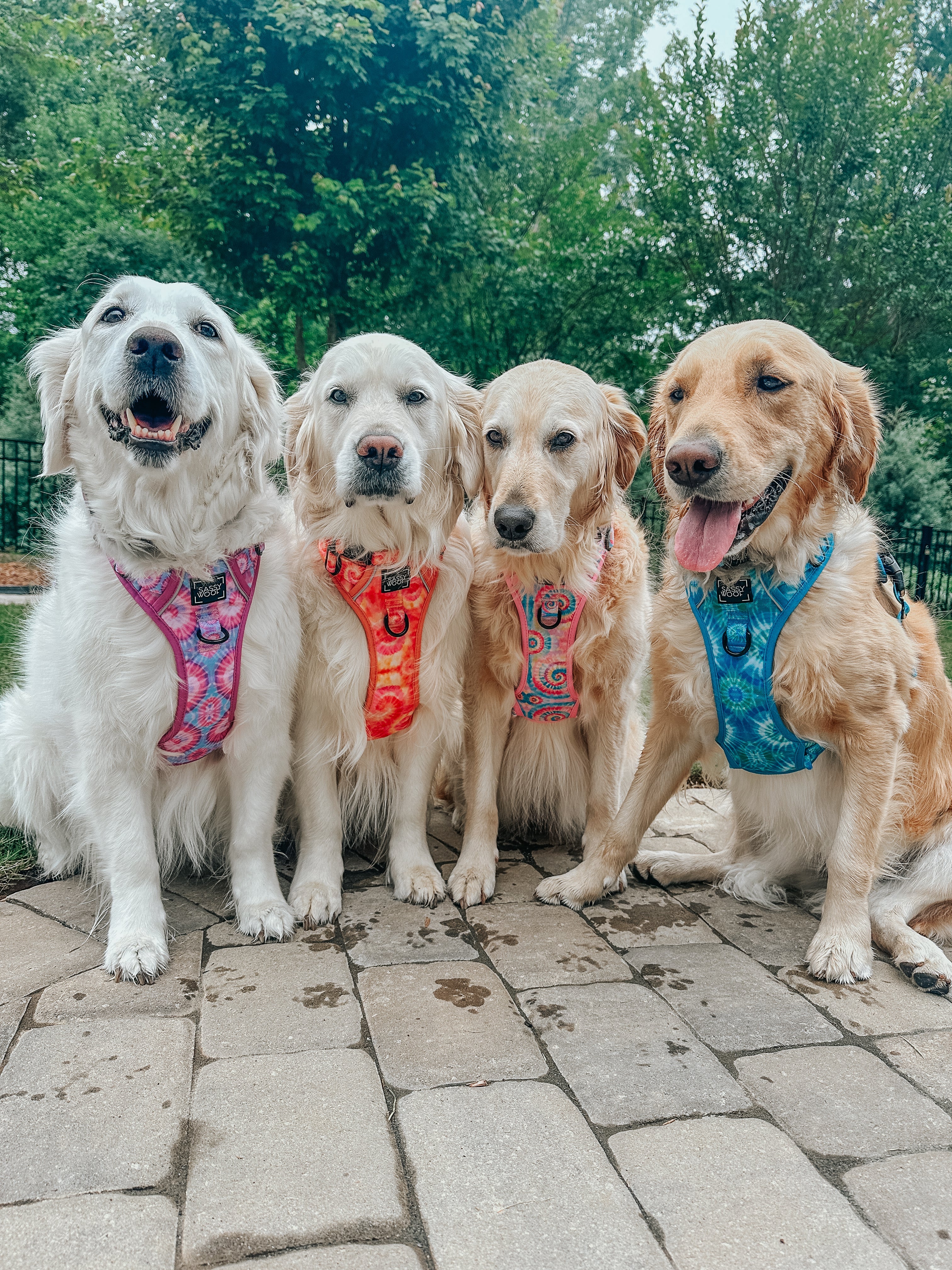Dog Step-in Harness - Purple Haze
