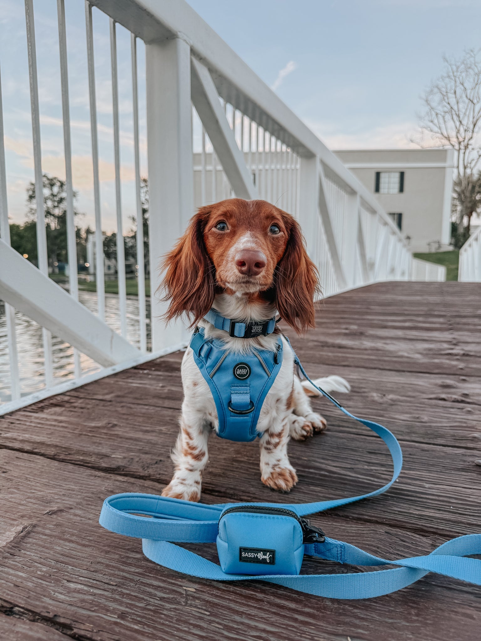 Dog Leash - Hydrangea