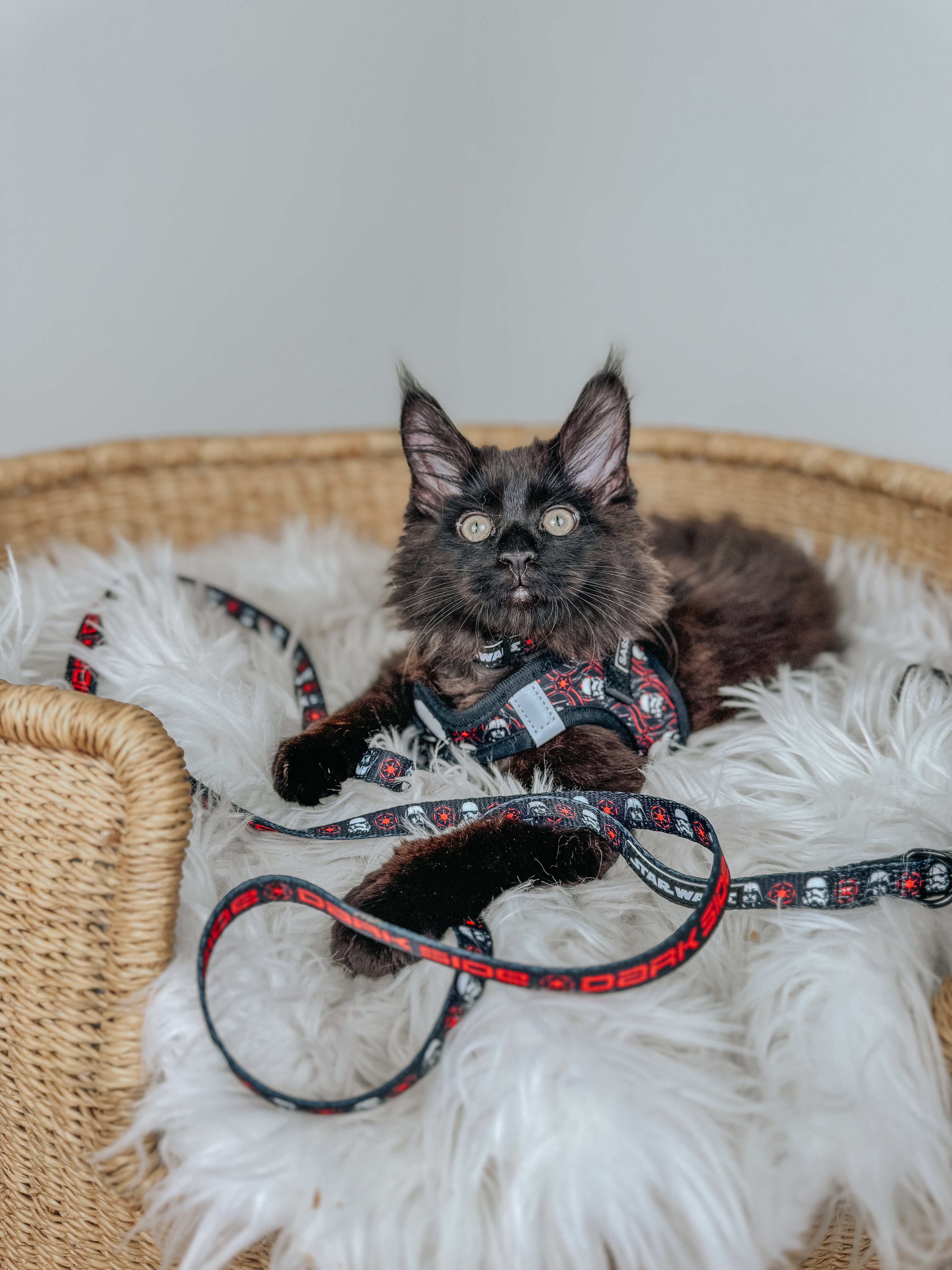 Cat Leash - STAR WARS™ The Dark Side