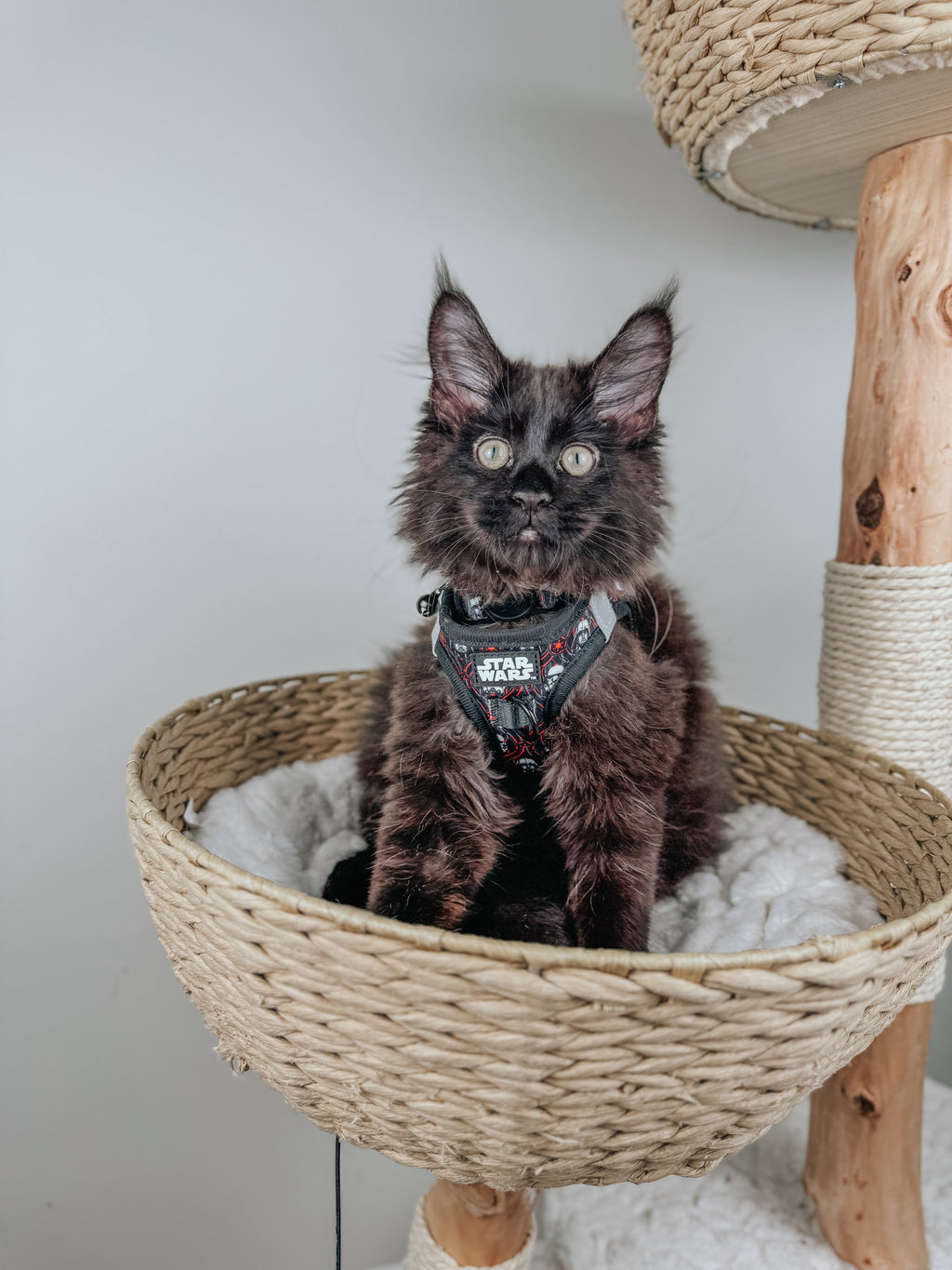 Cat Collar - STAR WARS™ The Dark Side