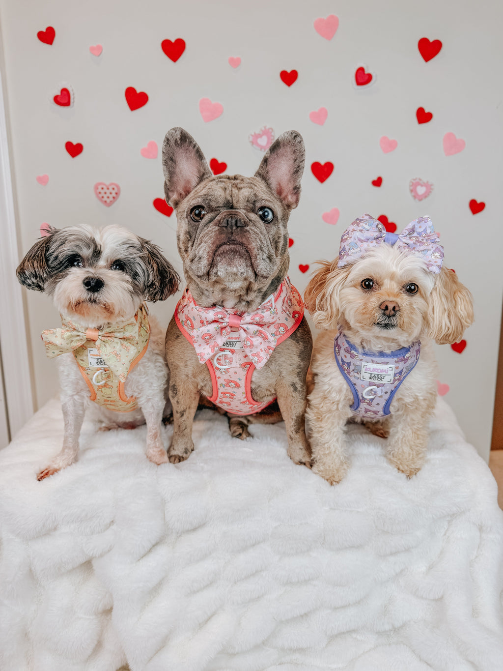 Dog Two Piece Bundle - My Melody™
