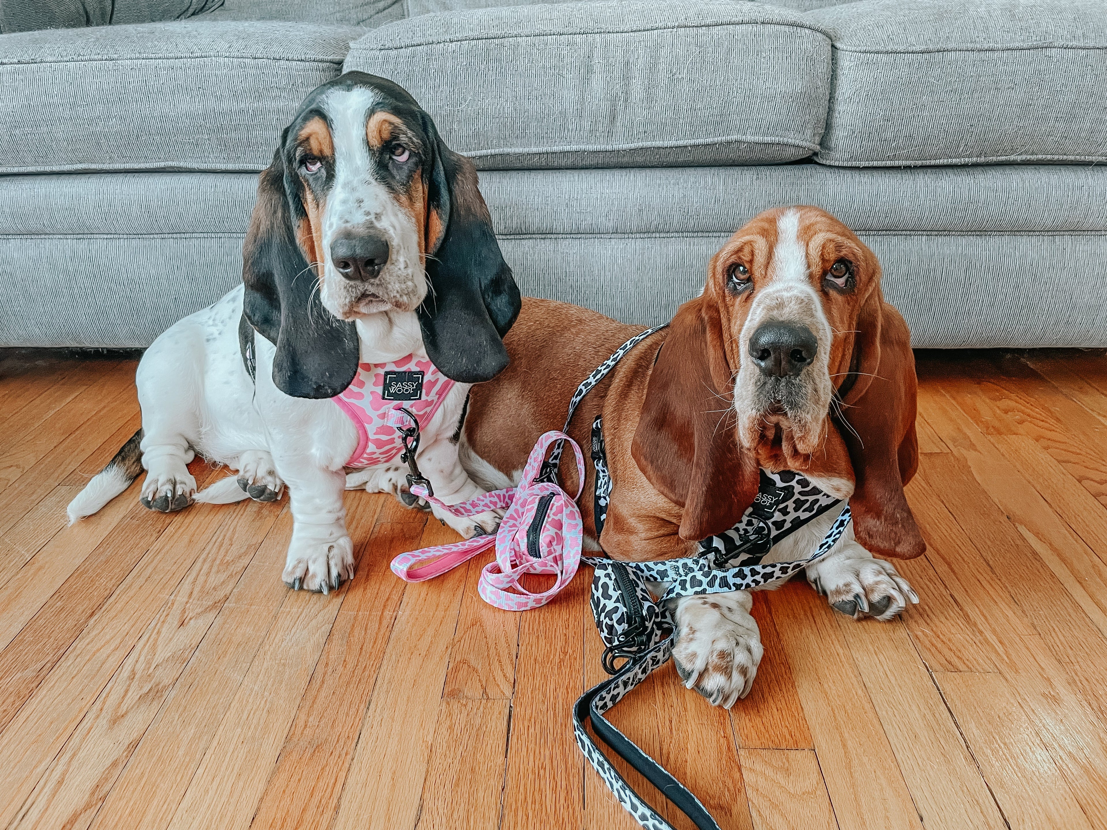 Dog Adjustable Harness - Whole Milk