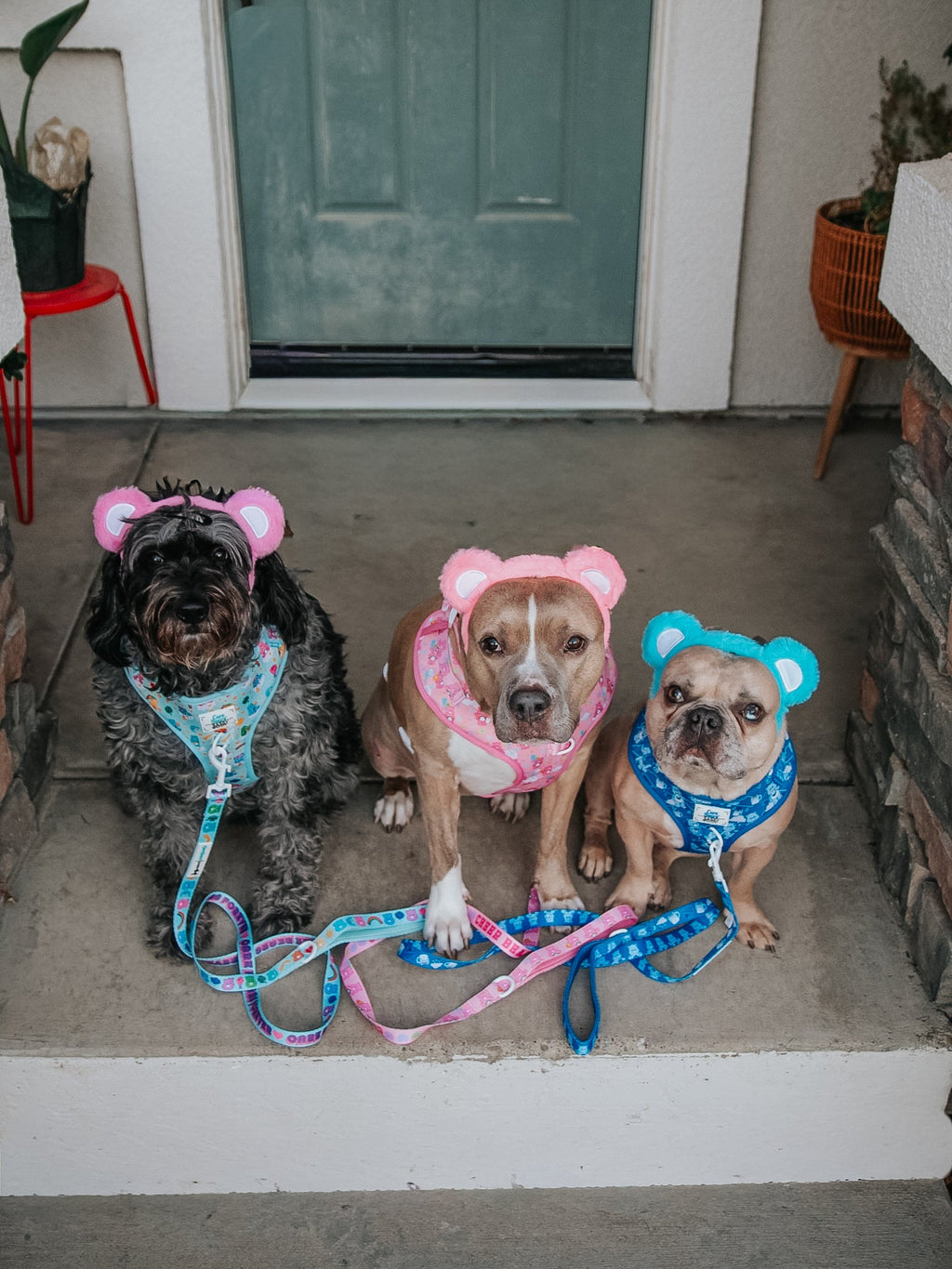 Dog Adjustable Harness - Care Bears™ Grumpy Bear