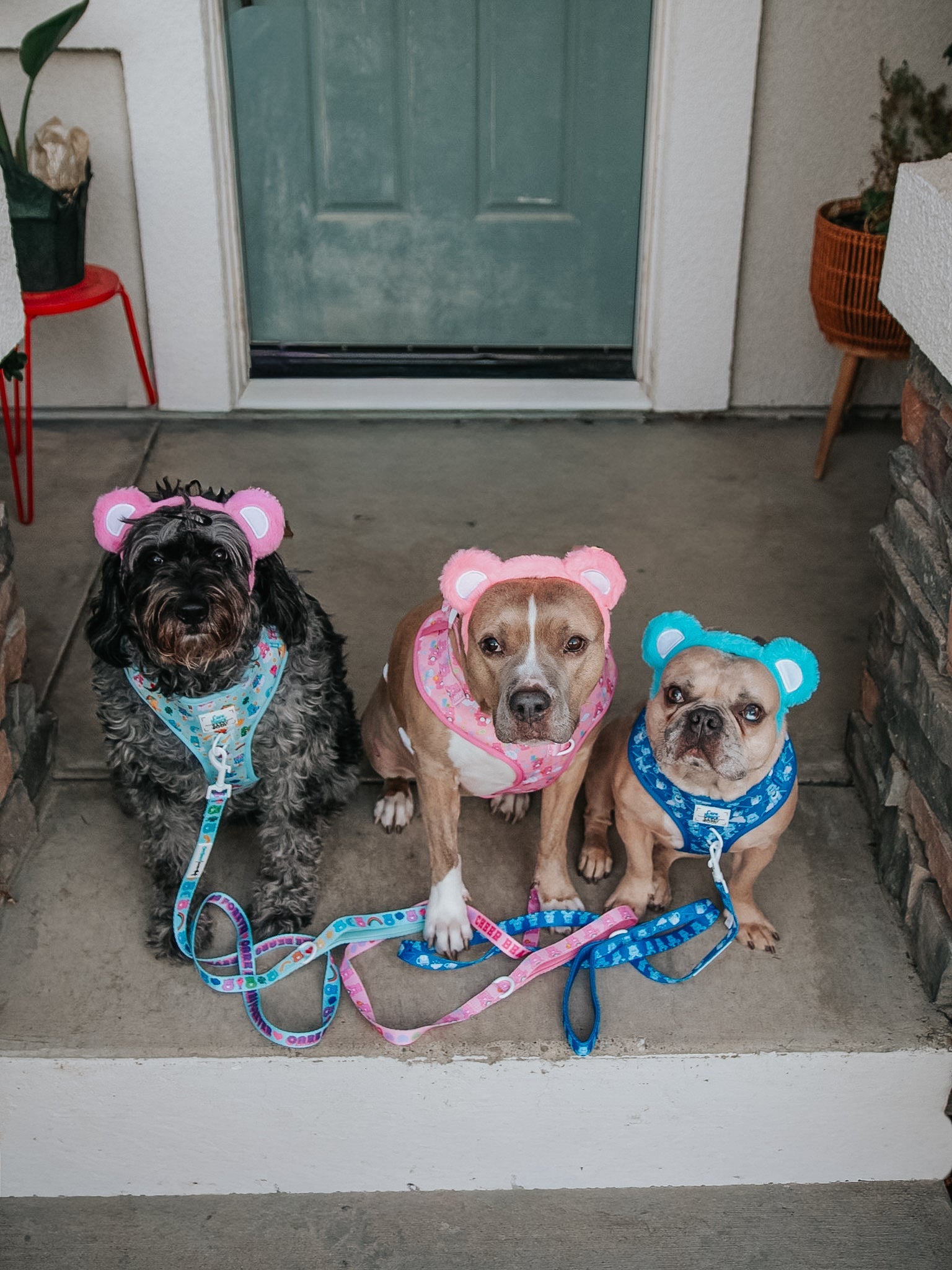 Dog Adjustable Harness - Care Bears™ Grumpy Bear