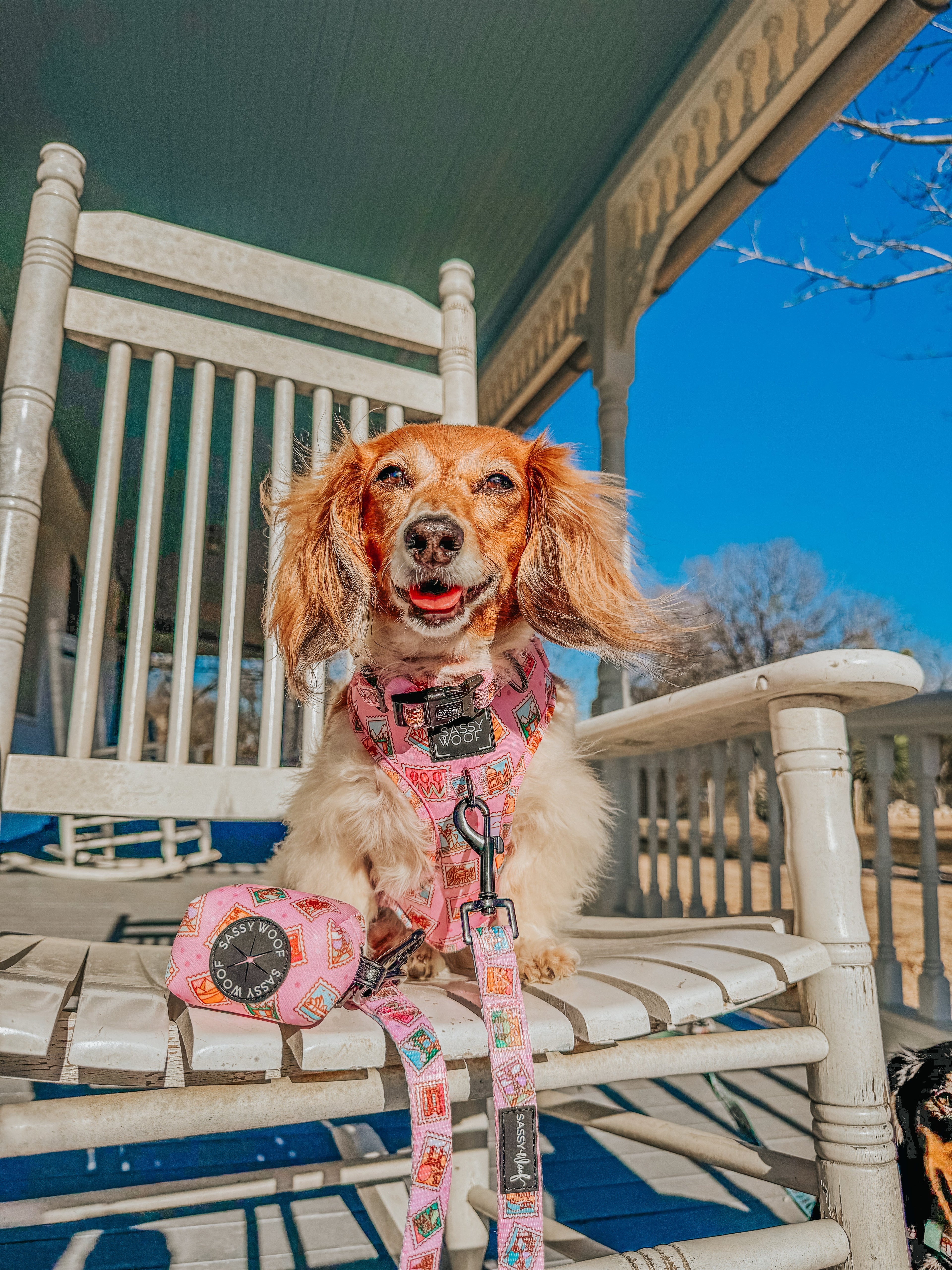 Dog Collar - Out of Office