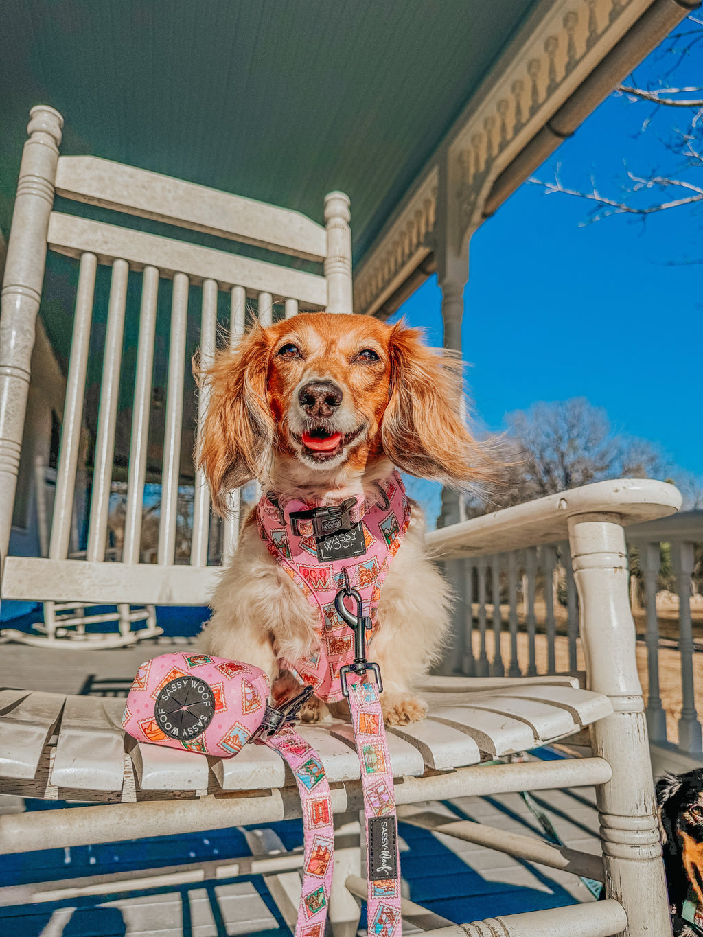 Dog Leash - Out of Office