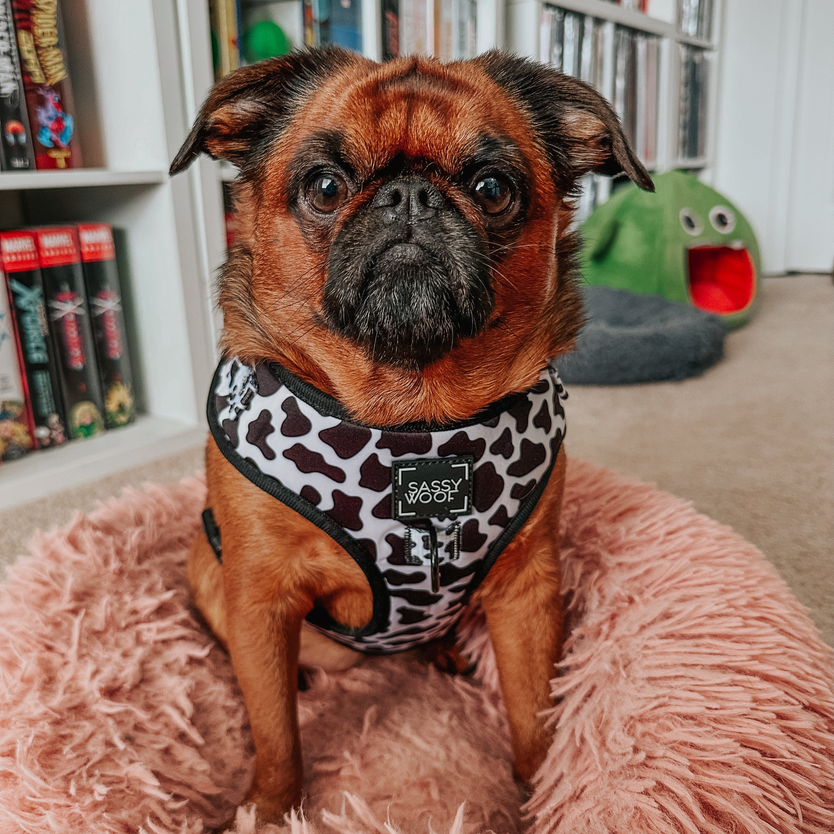 Dog Adjustable Harness - Whole Milk
