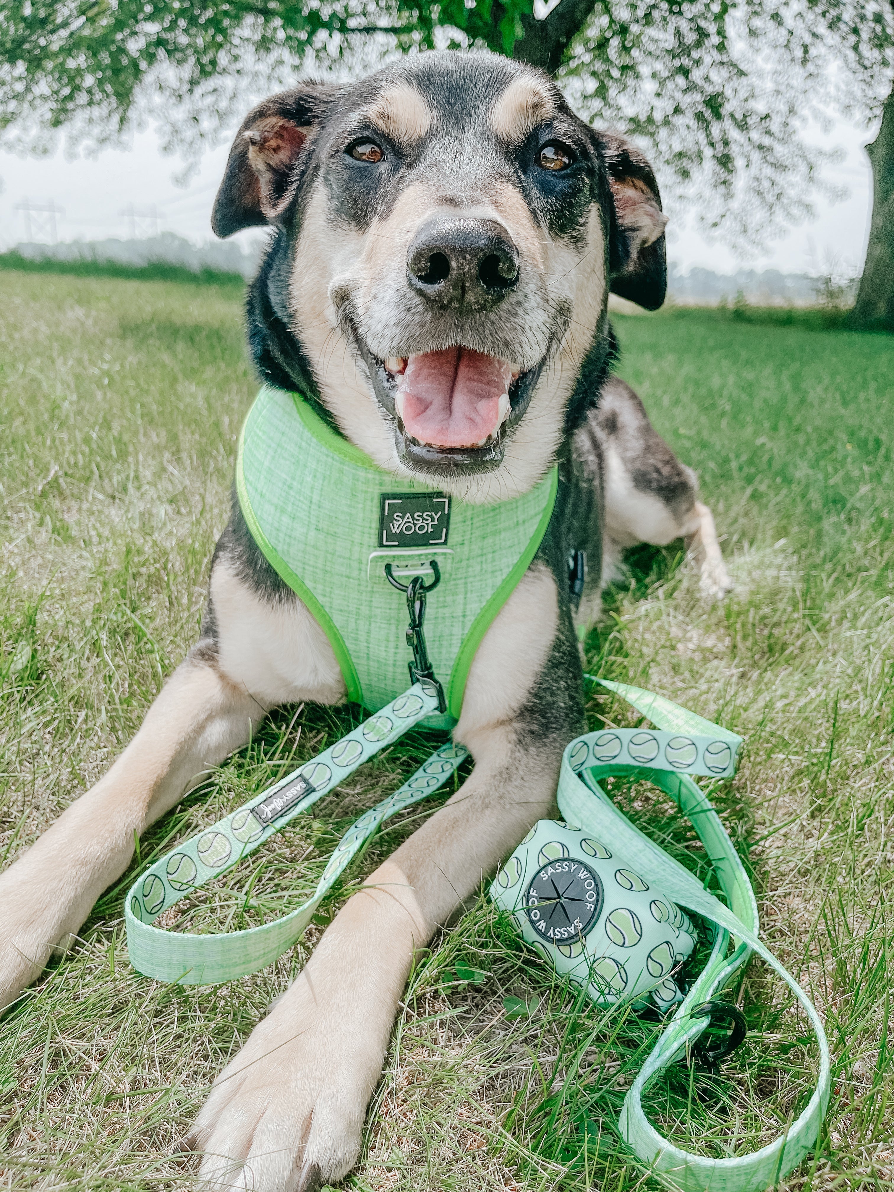 Dog Reversible Harness - Serving Up Sass