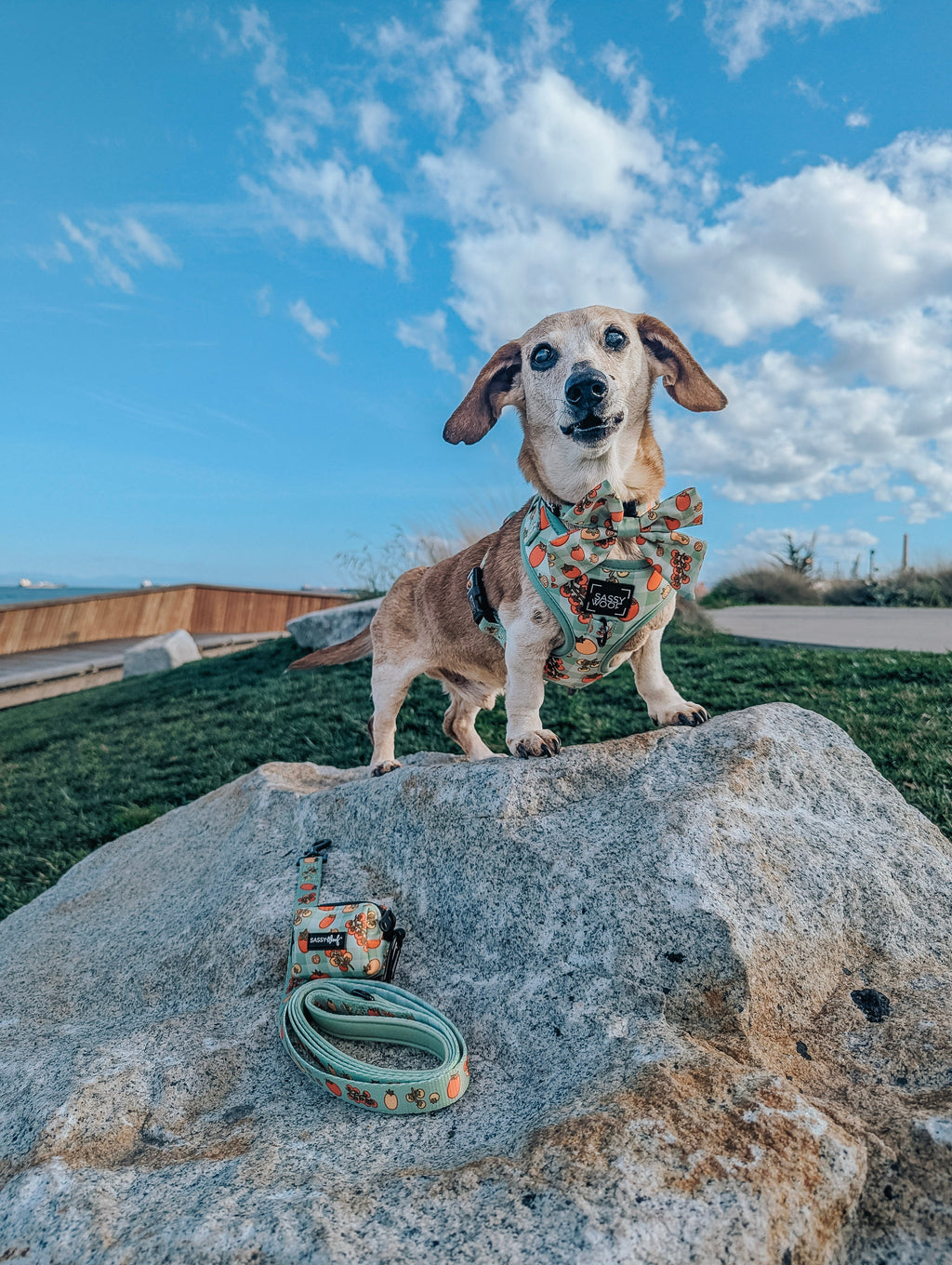 Dog Collar - Feeling Vine