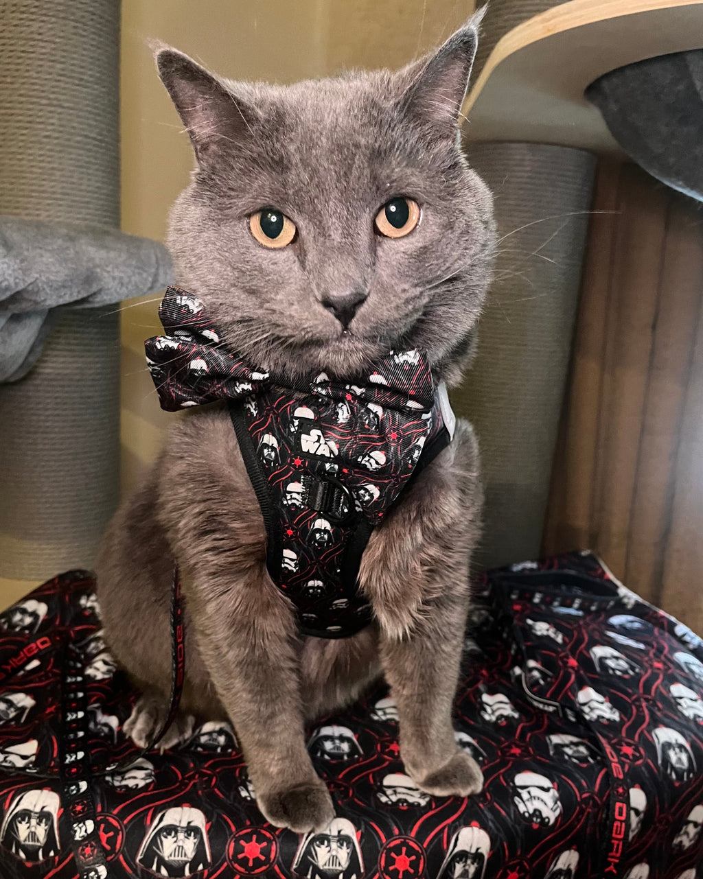 Cat Collar - STAR WARS™ The Dark Side