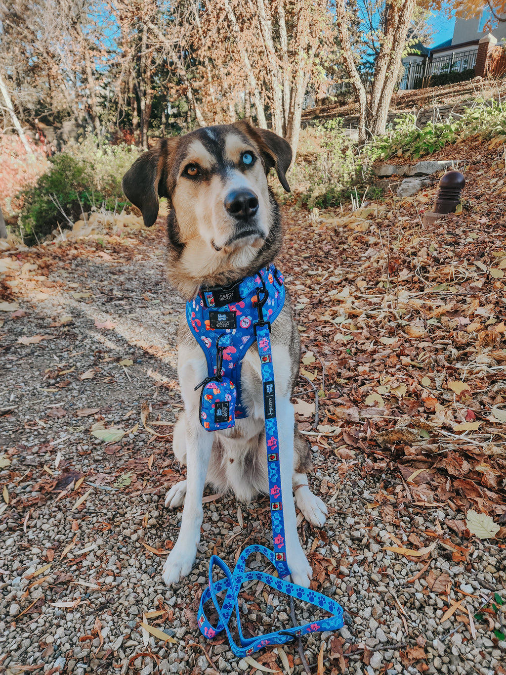 Dog Adjustable Harness - Blue's Clues™