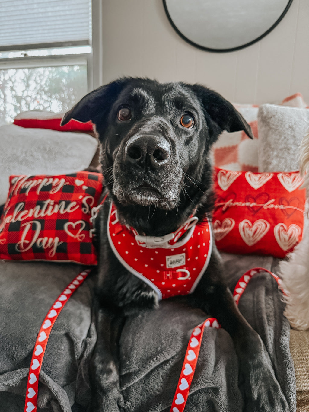 Dog Collar - Little Love