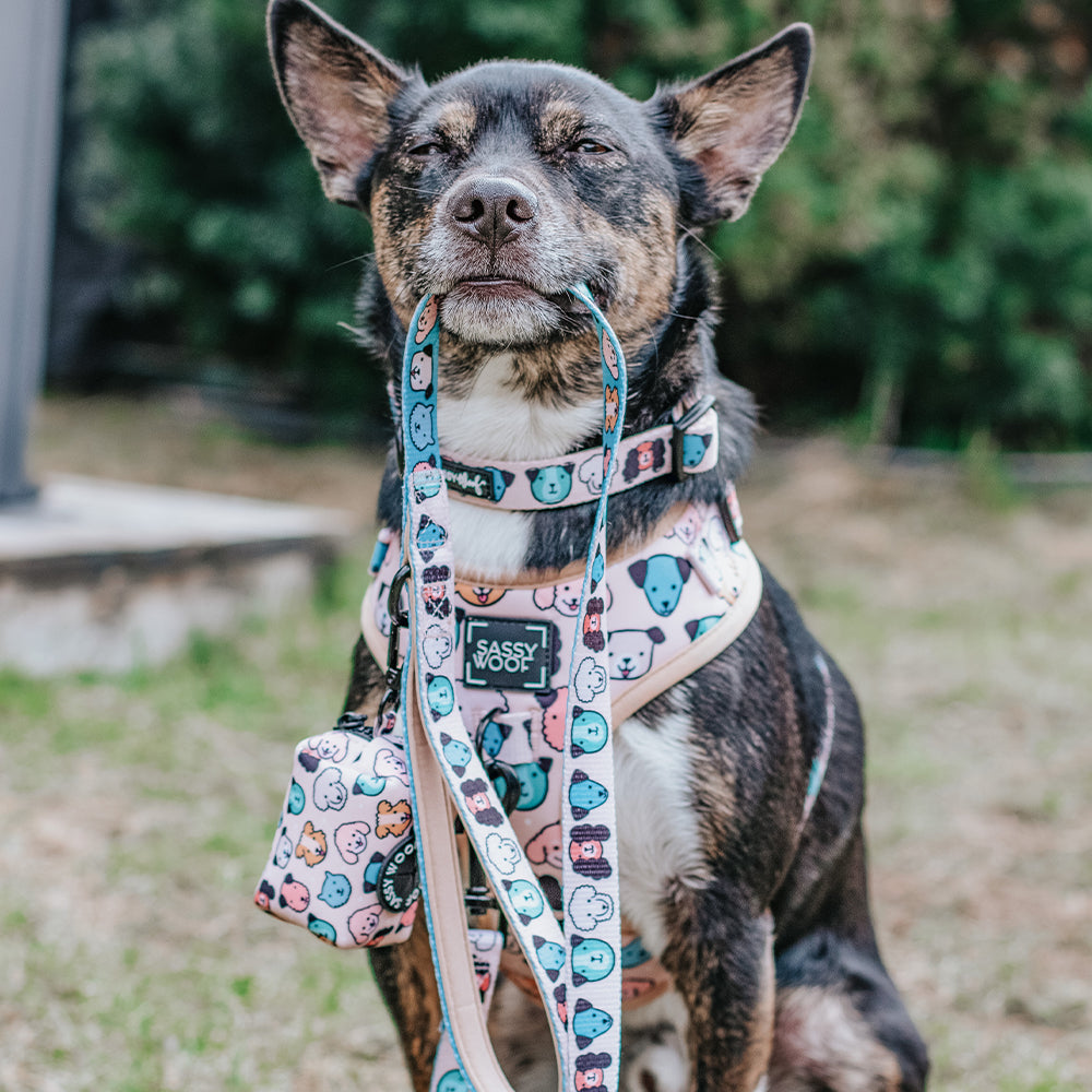 Dog Leash - Mixed With Love