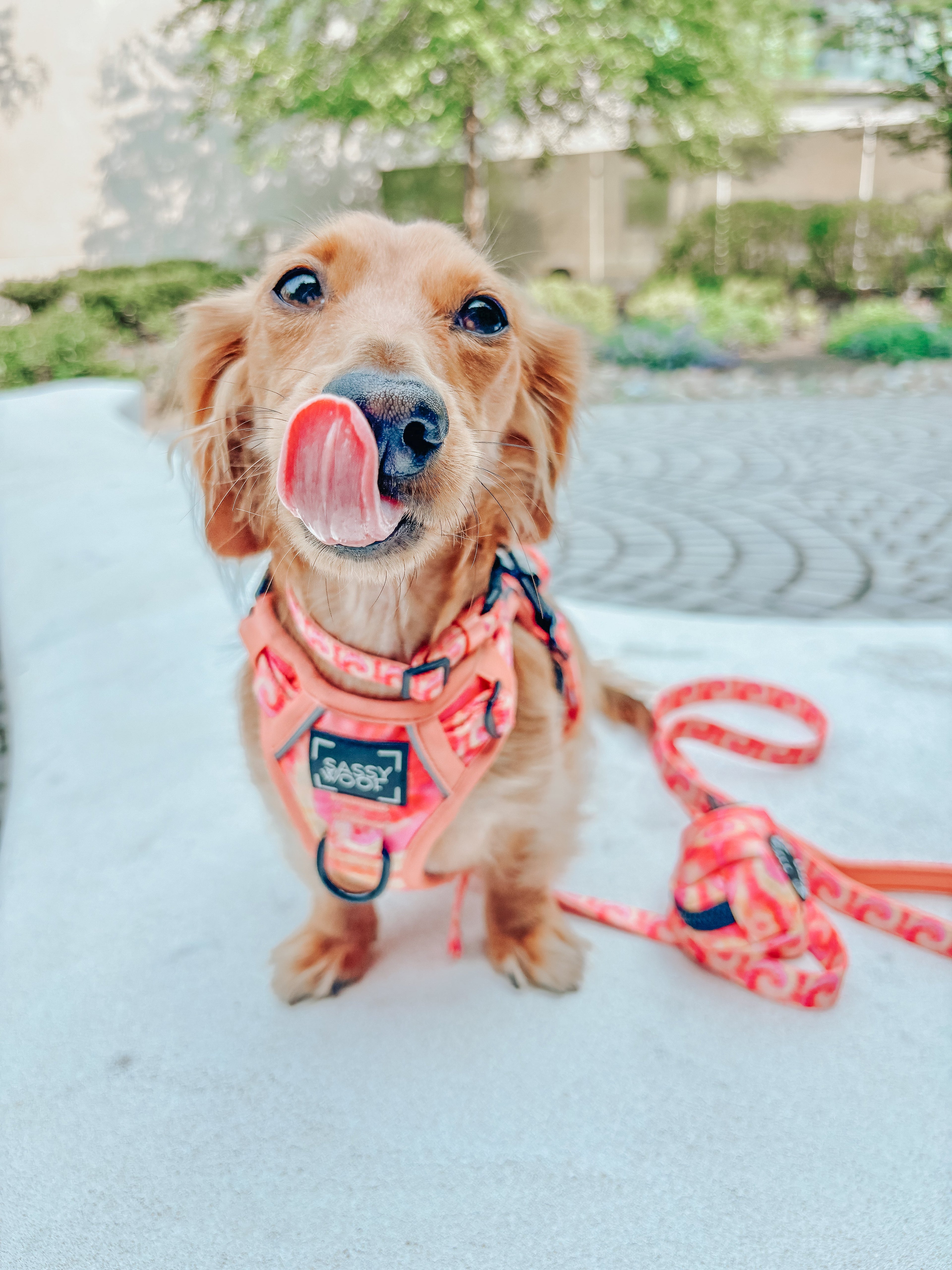 Dog Step-in Harness - Summer Sorbet