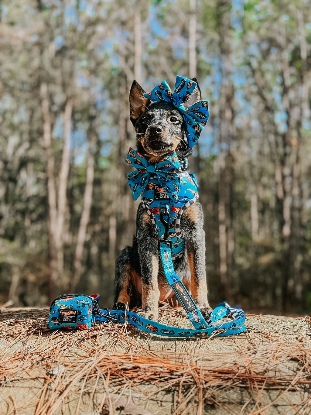 Dog Collar - Hot Wheels™
