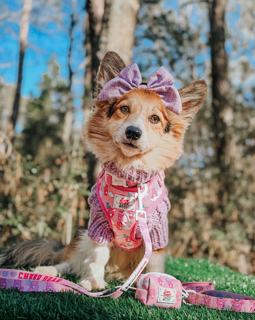 Dog Collar - Care Bears™ Cheer Bear