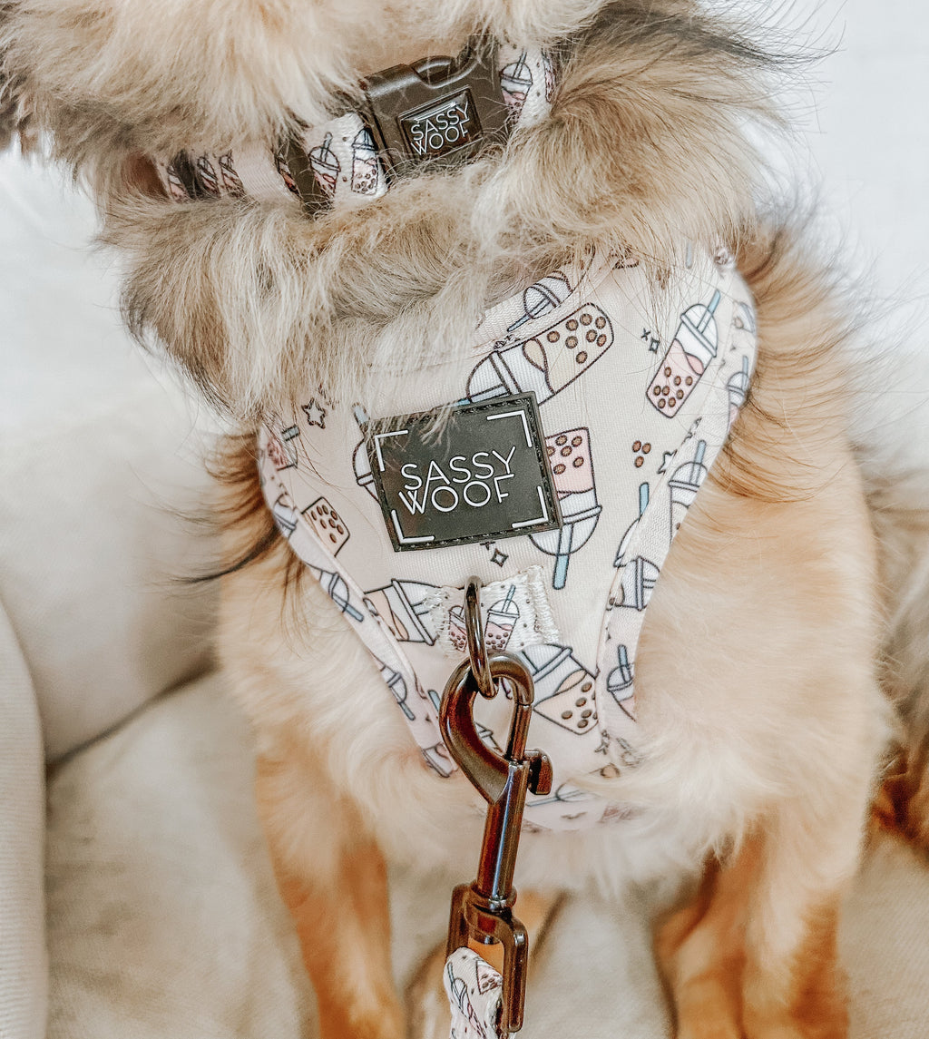 Dog Collar - Spill the Tea