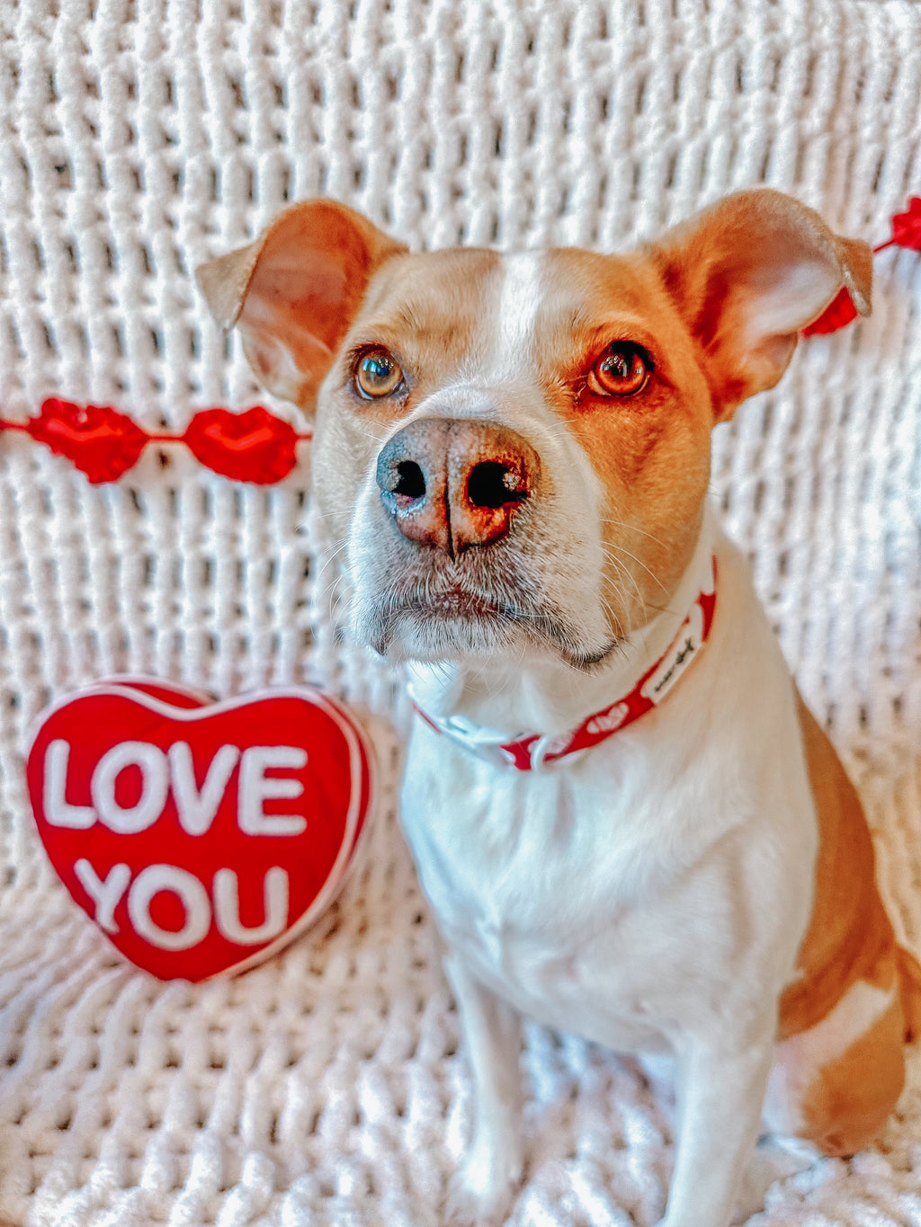Dog Collar - Little Love