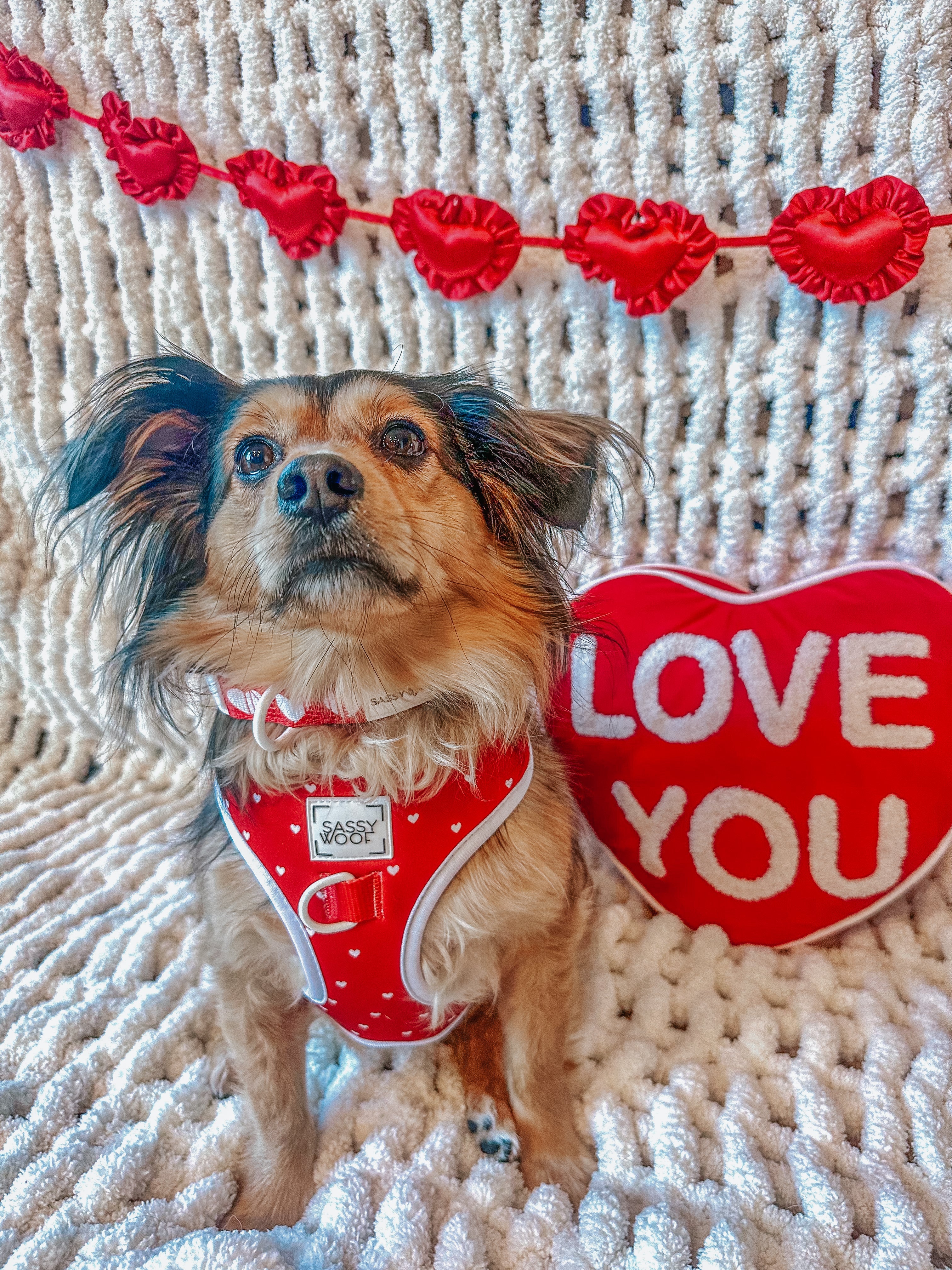 Dog Collar - Little Love