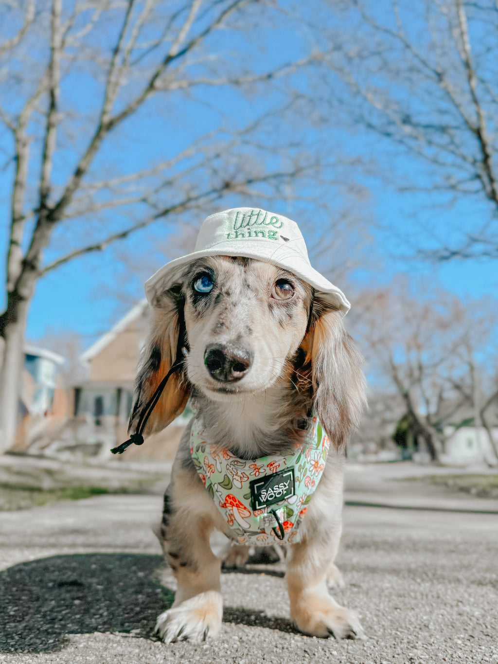 Dog Adjustable Harness - Shrooms & Blooms
