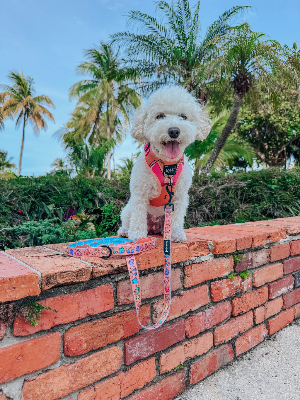 Dog Collar - Beach Bod