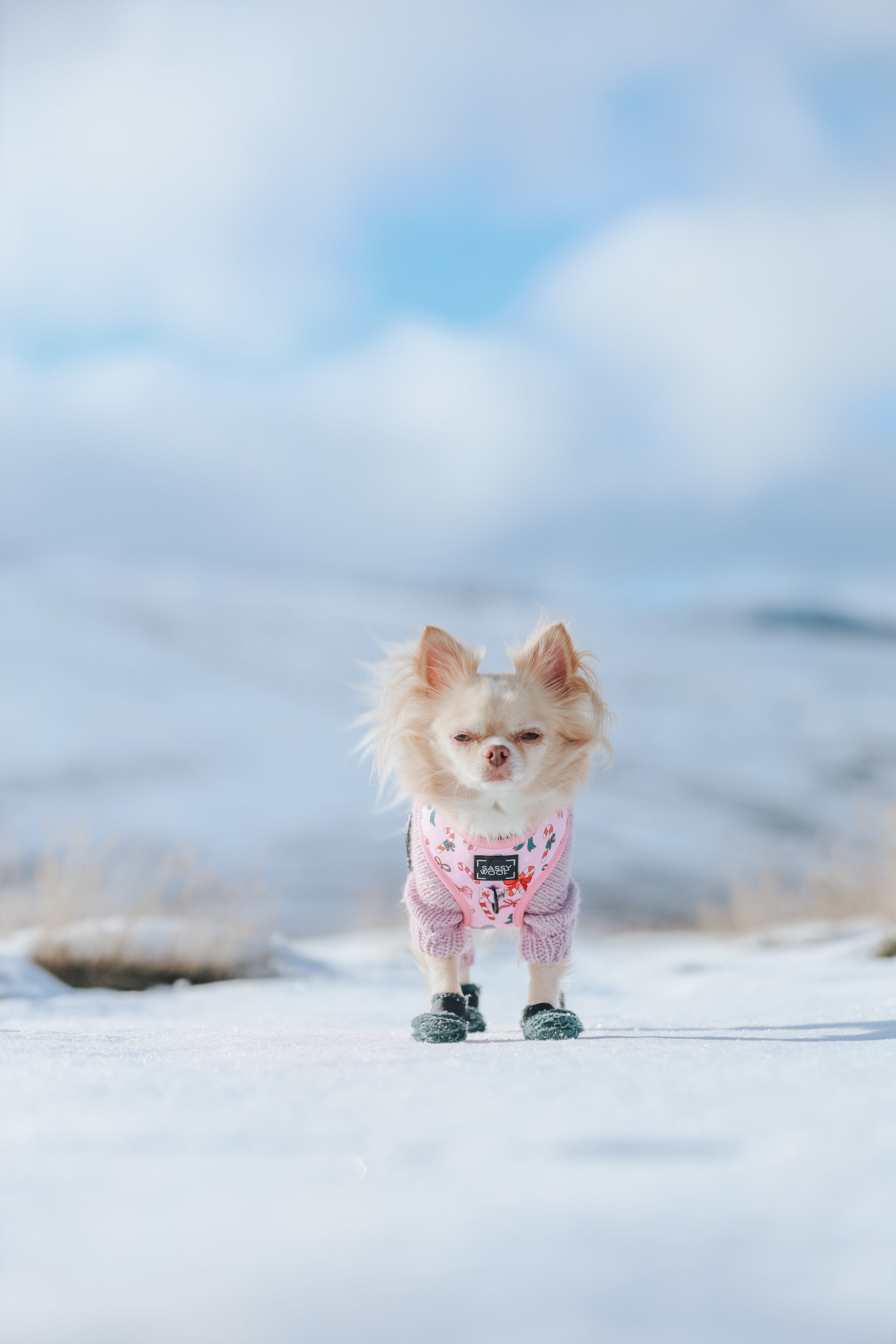 Dog Adjustable Harness - Candy Cane Coquette