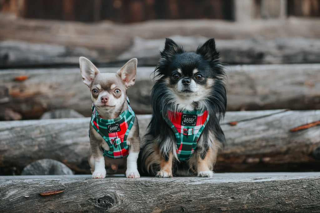 Dog Adjustable Harness - Jingle Barks