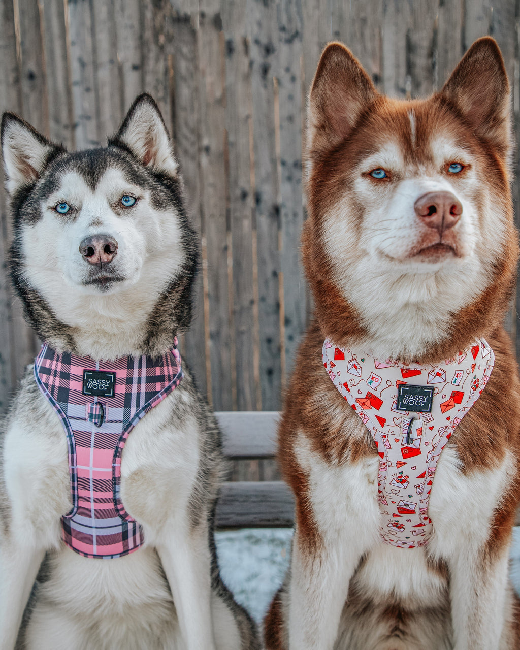 Dog Adjustable Harness - P.S. I Woof You