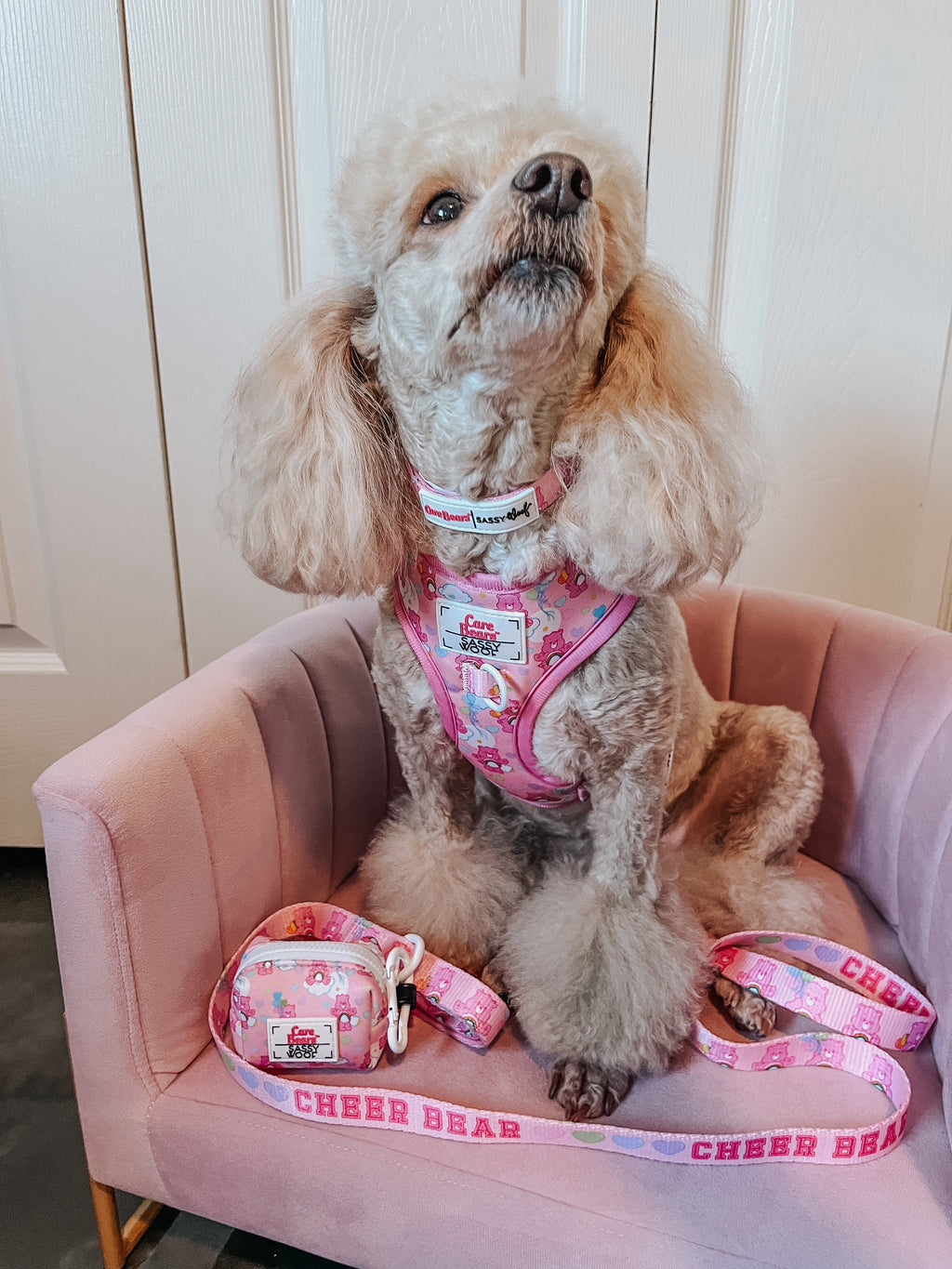 Dog Collar - Care Bears™ Cheer Bear