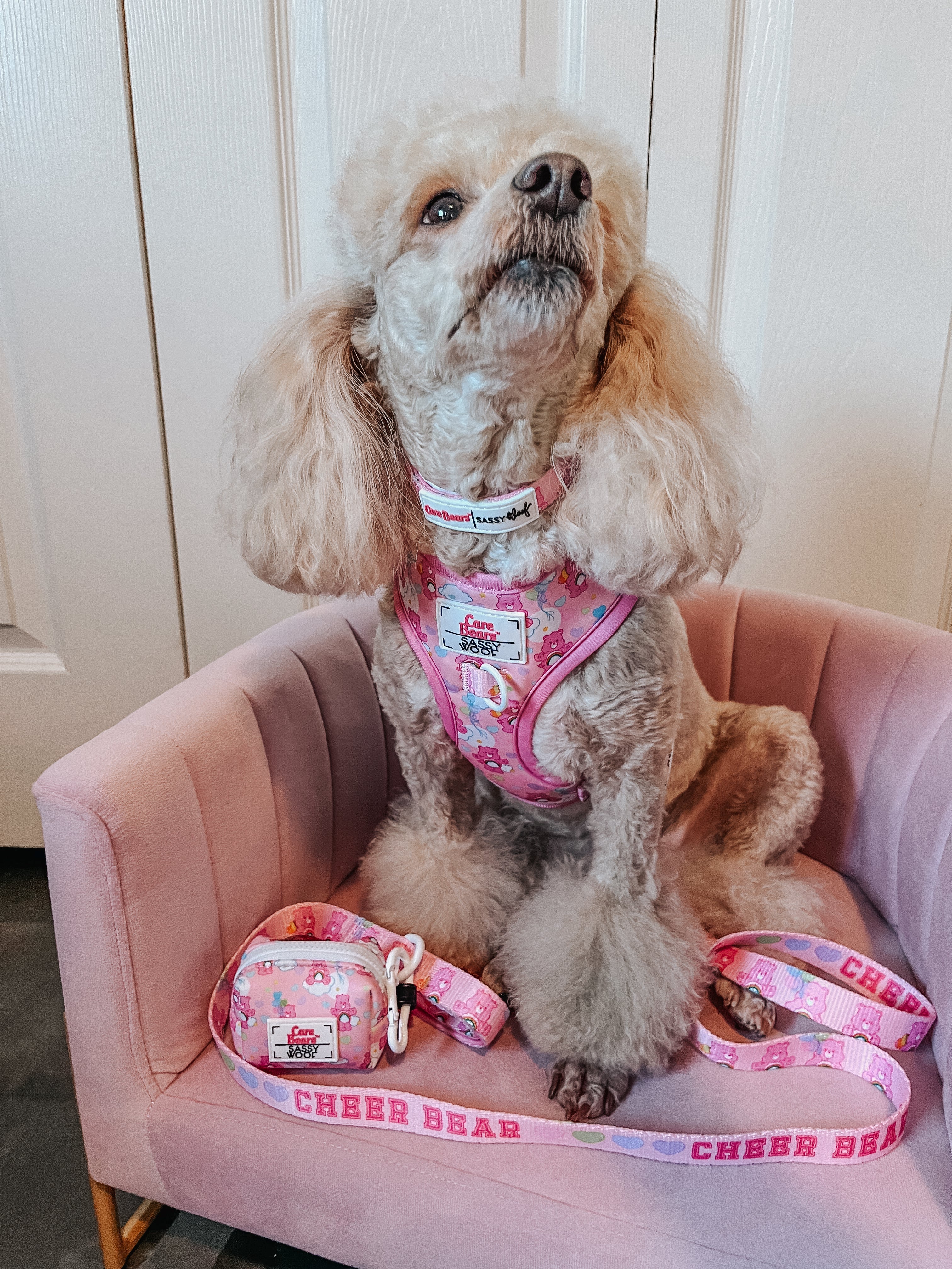 Dog Collar - Care Bears™ Cheer Bear