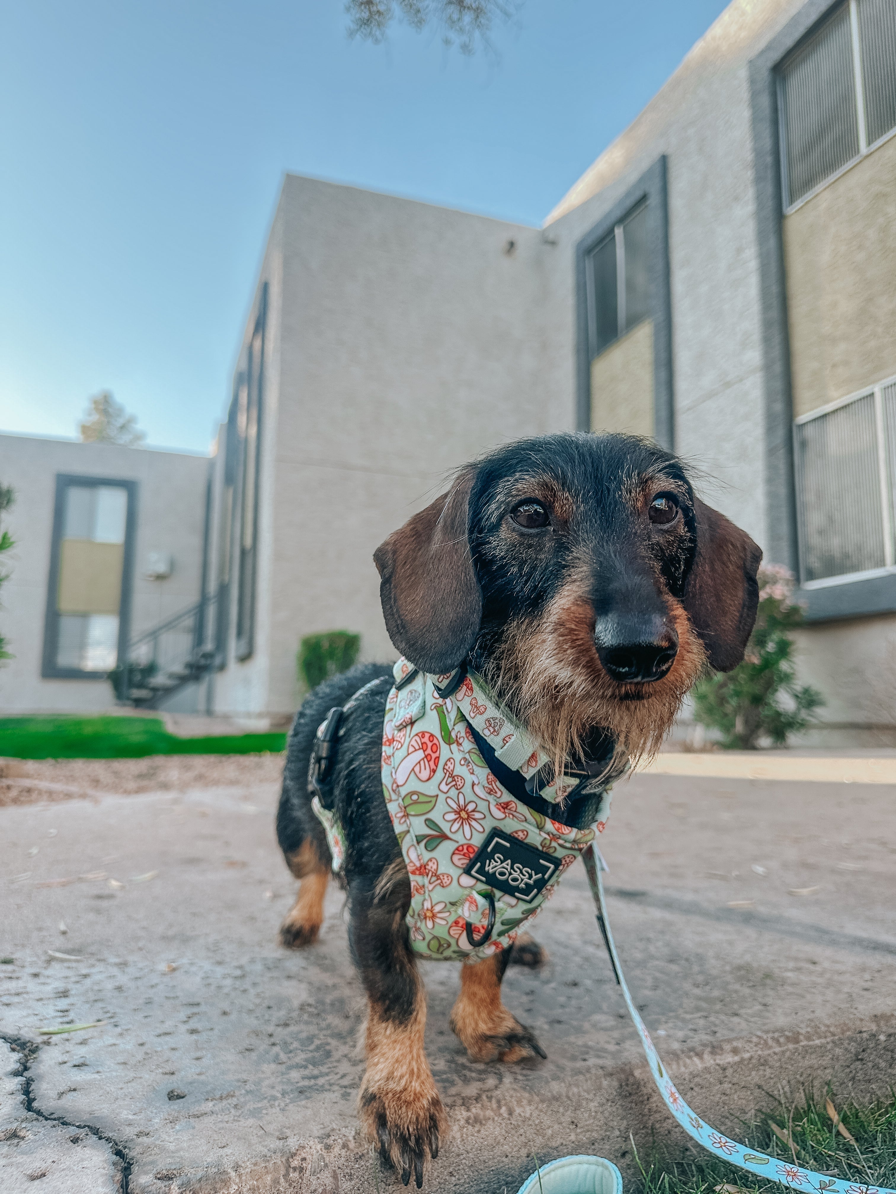 Dog Adjustable Harness - Shrooms & Blooms