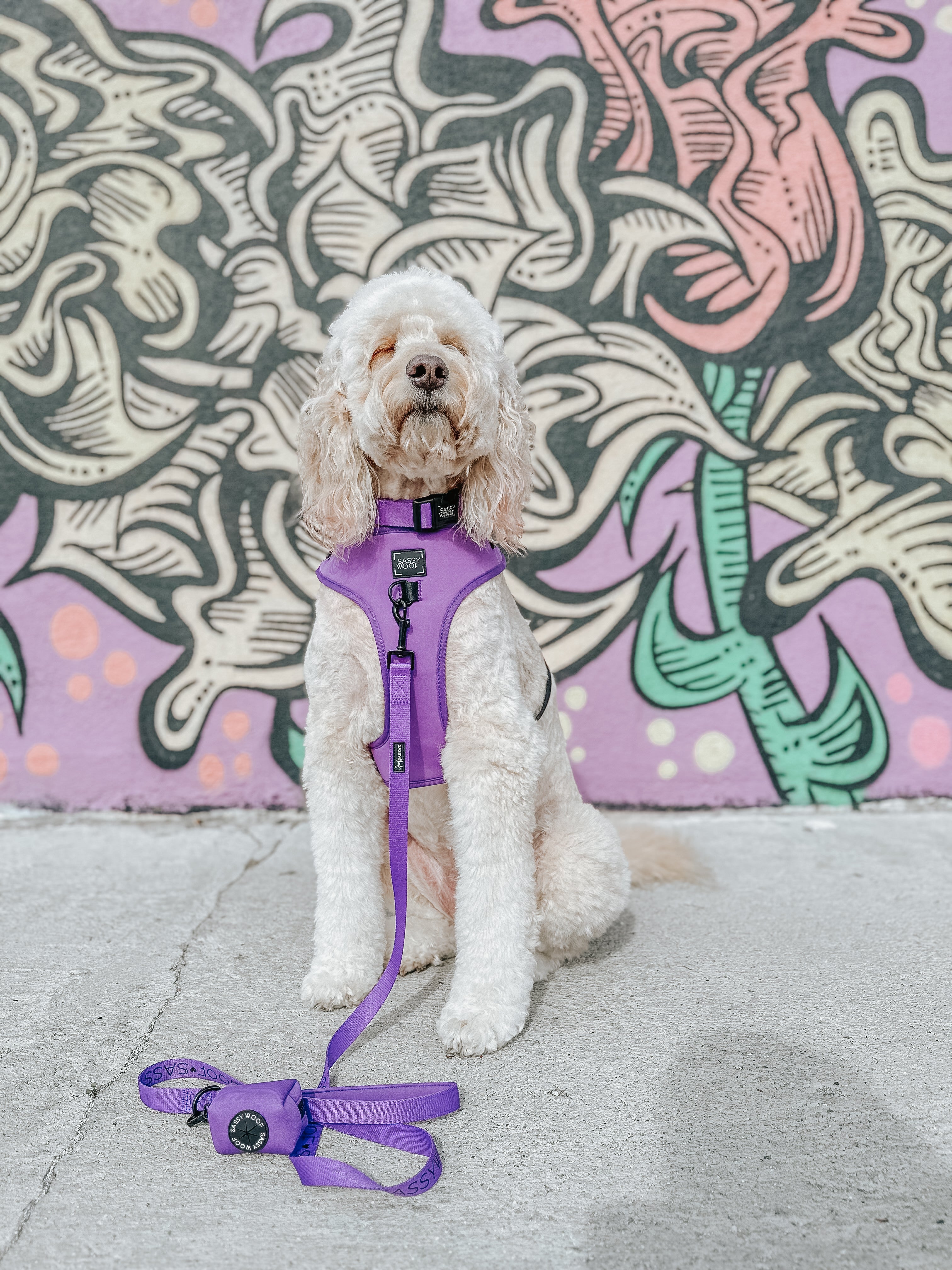 Dog Collar - Neon Purple