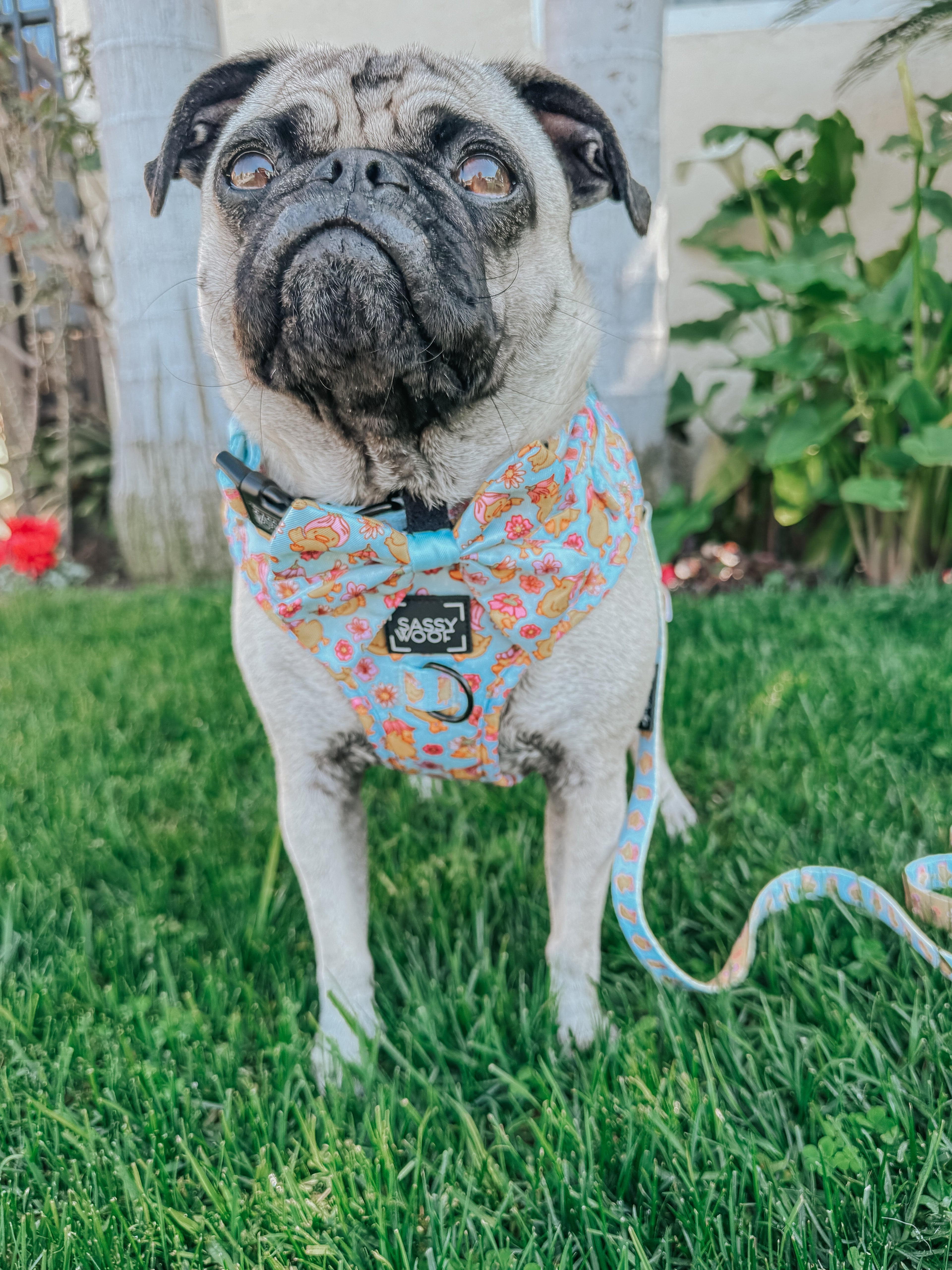 Dog Adjustable Harness - Good Duck, Babe!