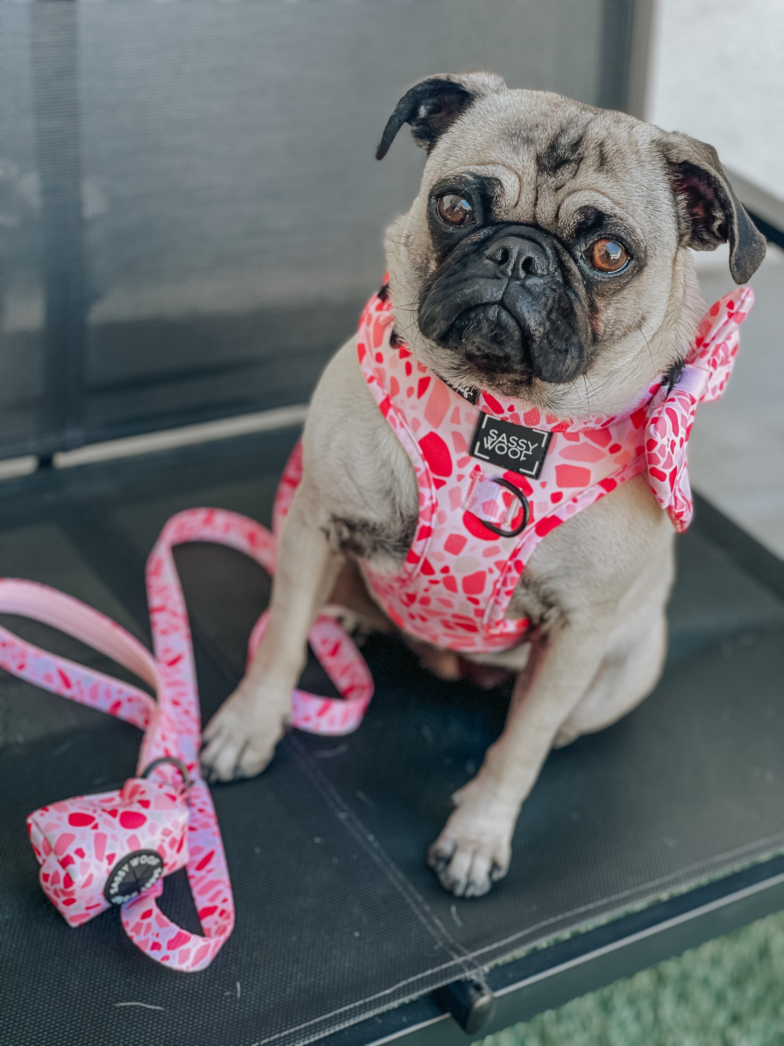 Dog Leash - Mykonos