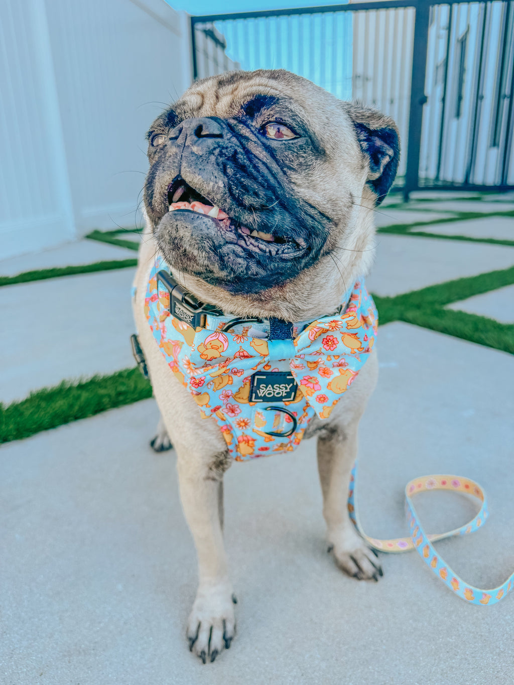 Dog Collar - Good Duck, Babe!