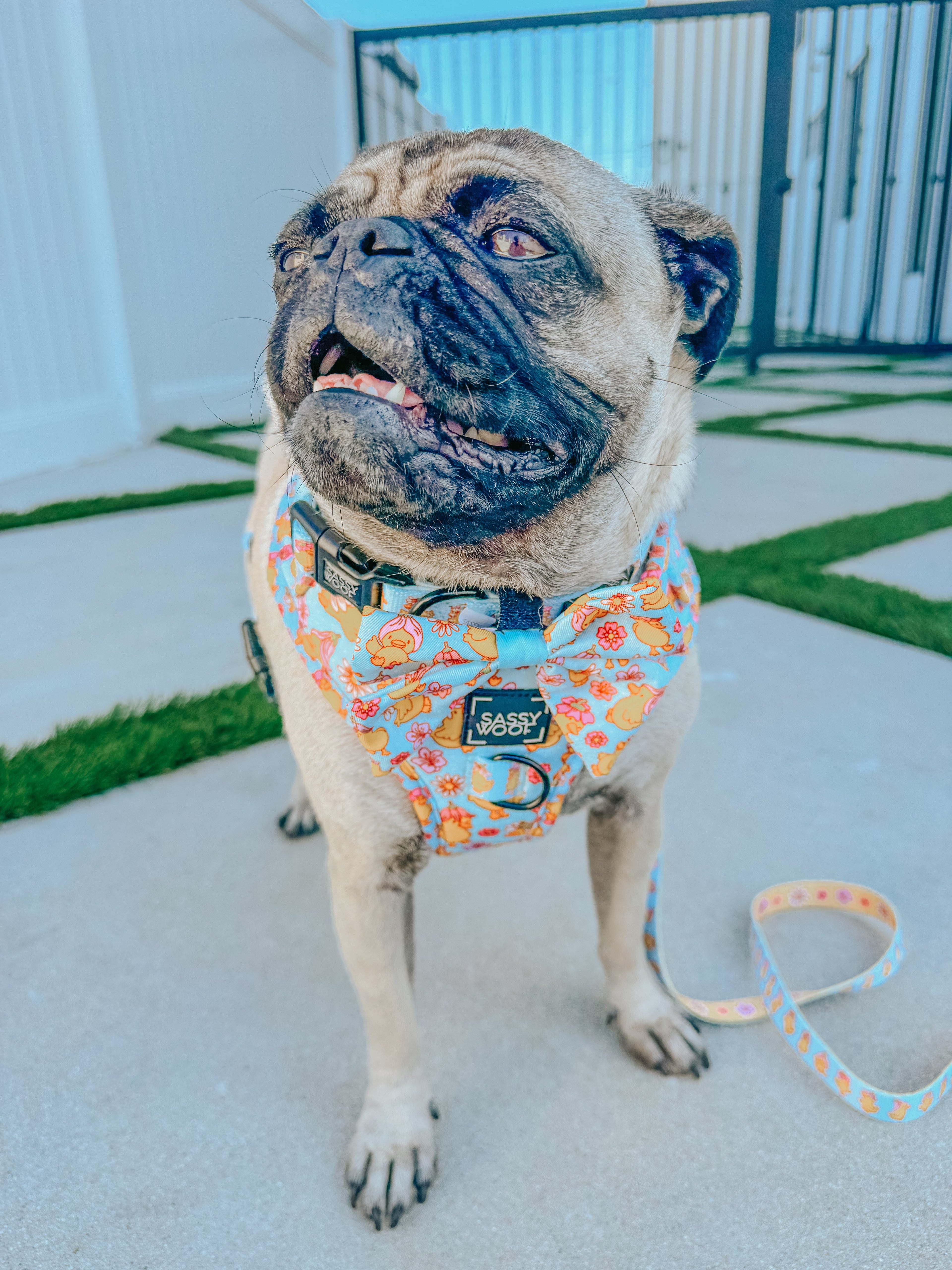 Dog Collar - Good Duck, Babe!