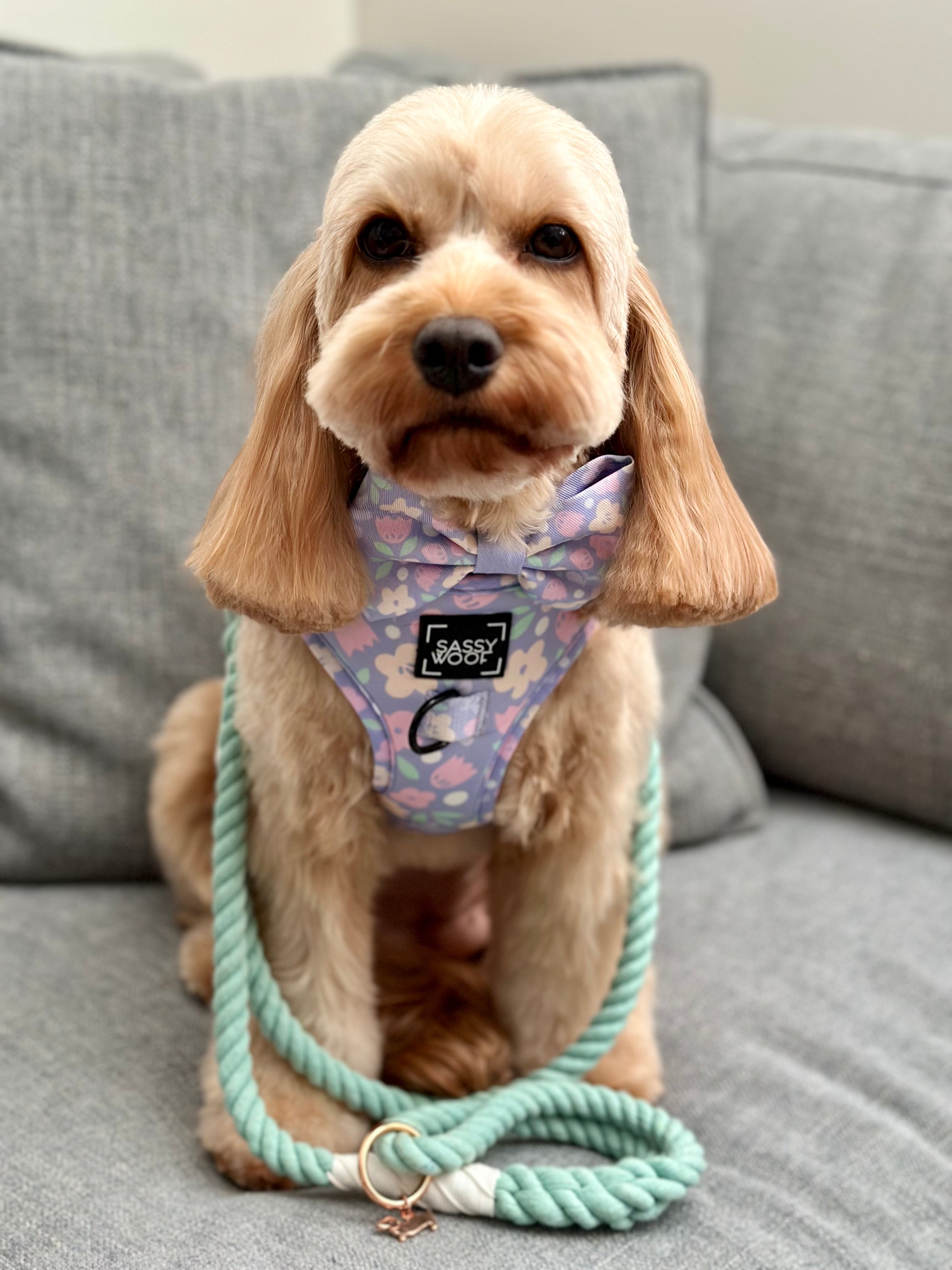 Dog Rope Leash - Mint to Be