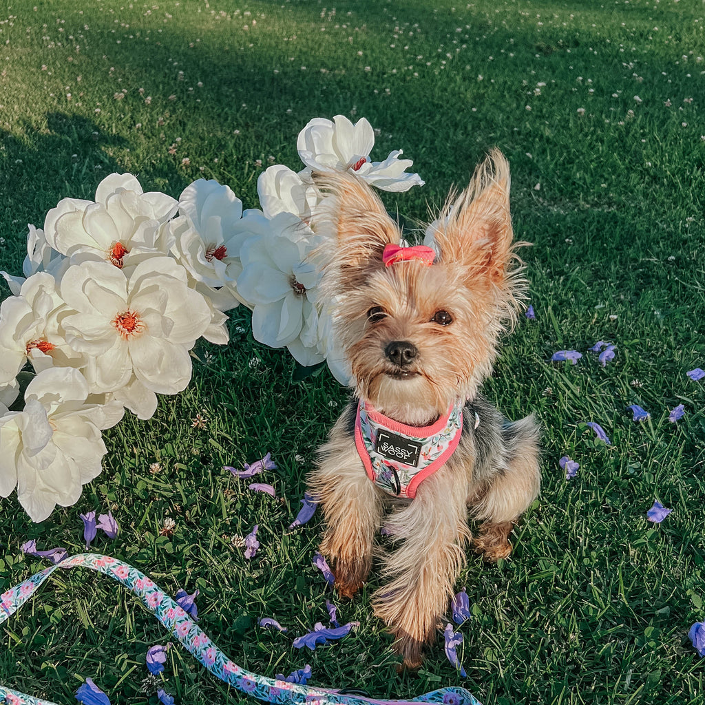 Dog Adjustable Harness - Magnolia