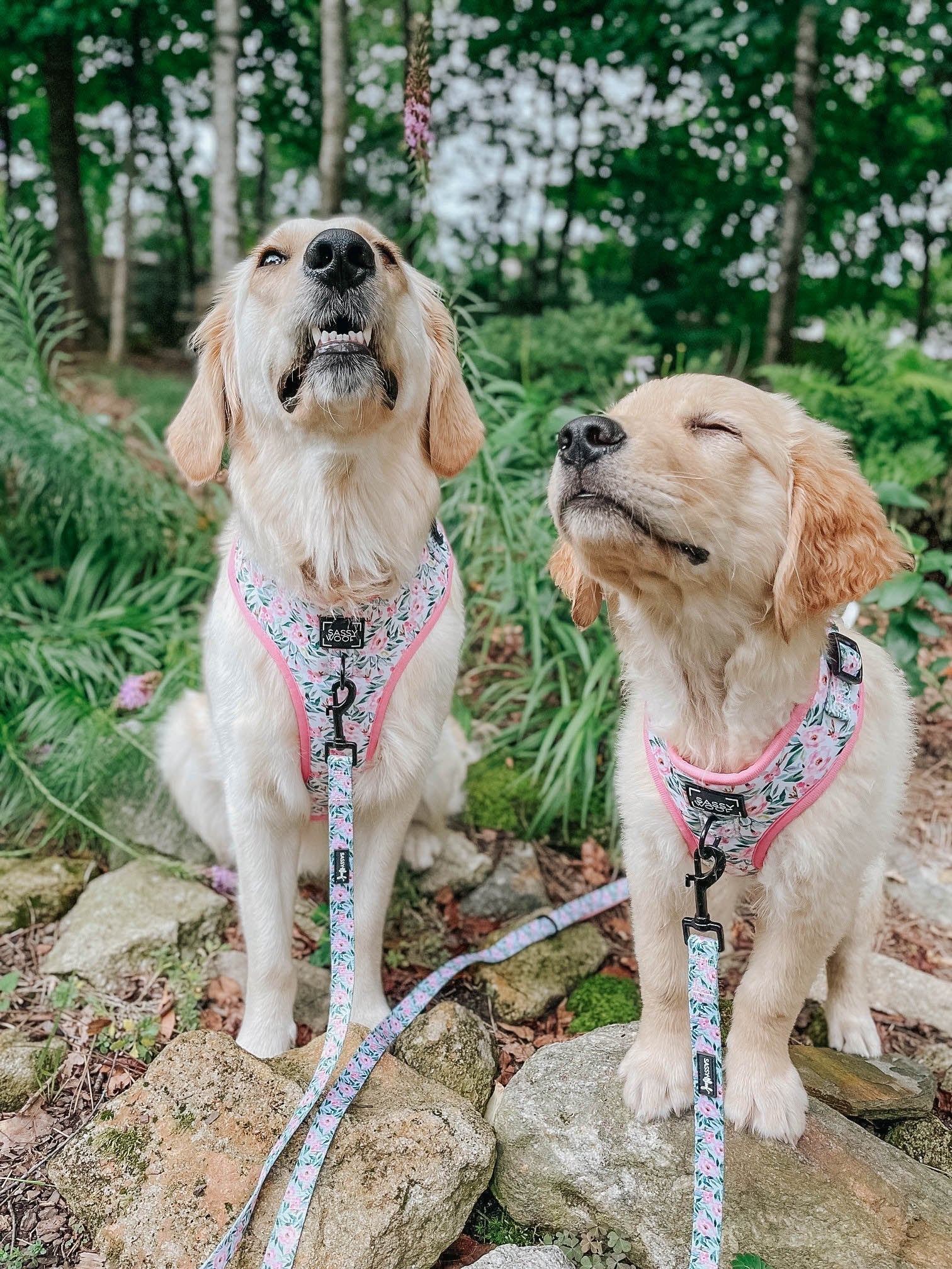 Dog Leash - Magnolia