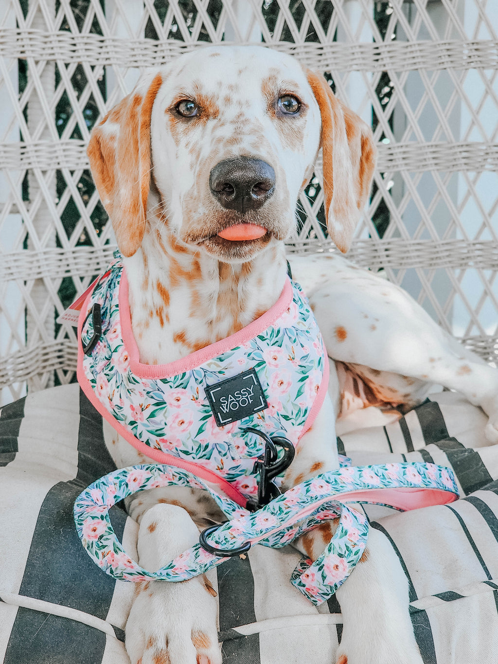 Dog Leash - Magnolia