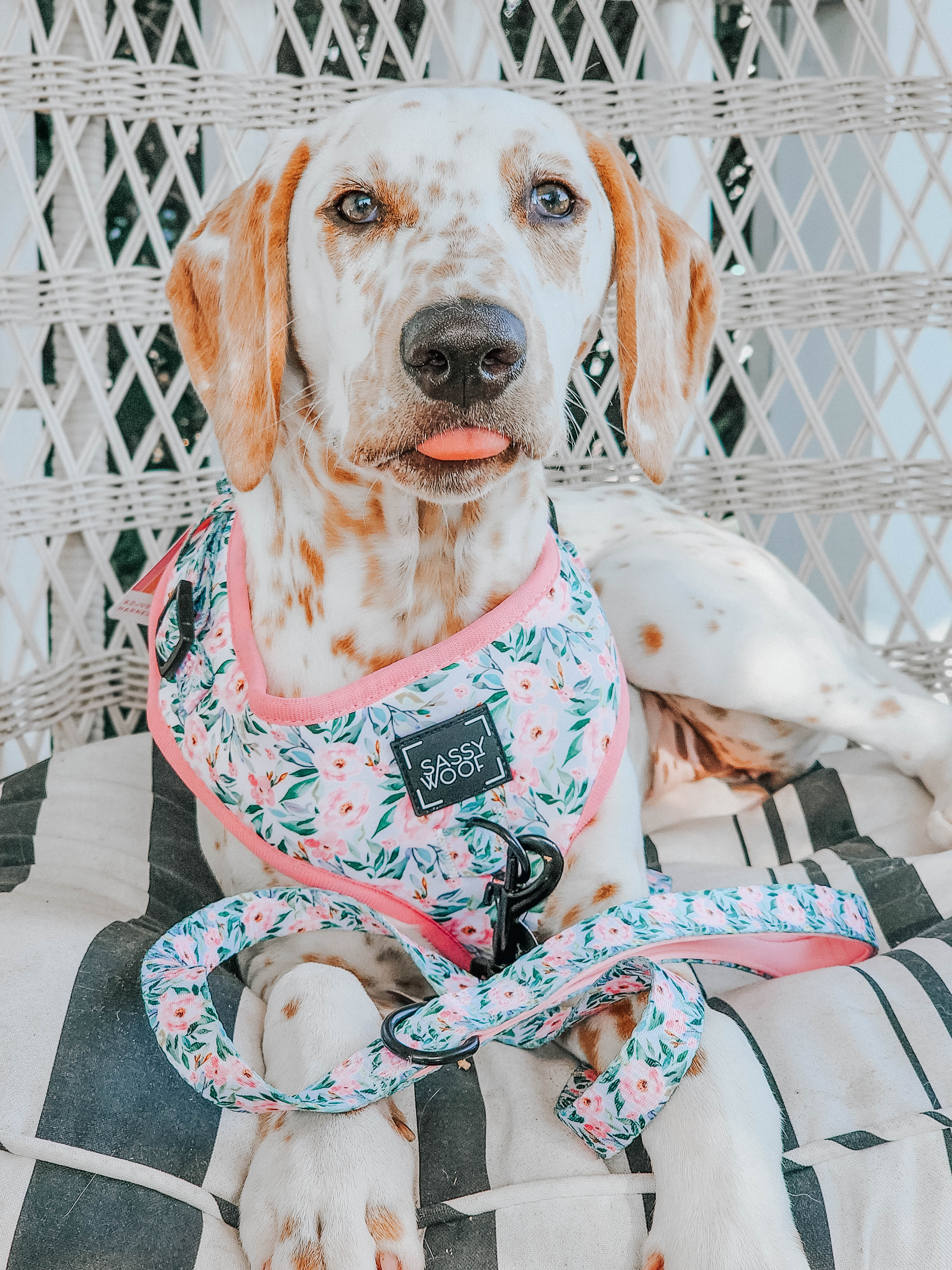 Dog Leash - Magnolia